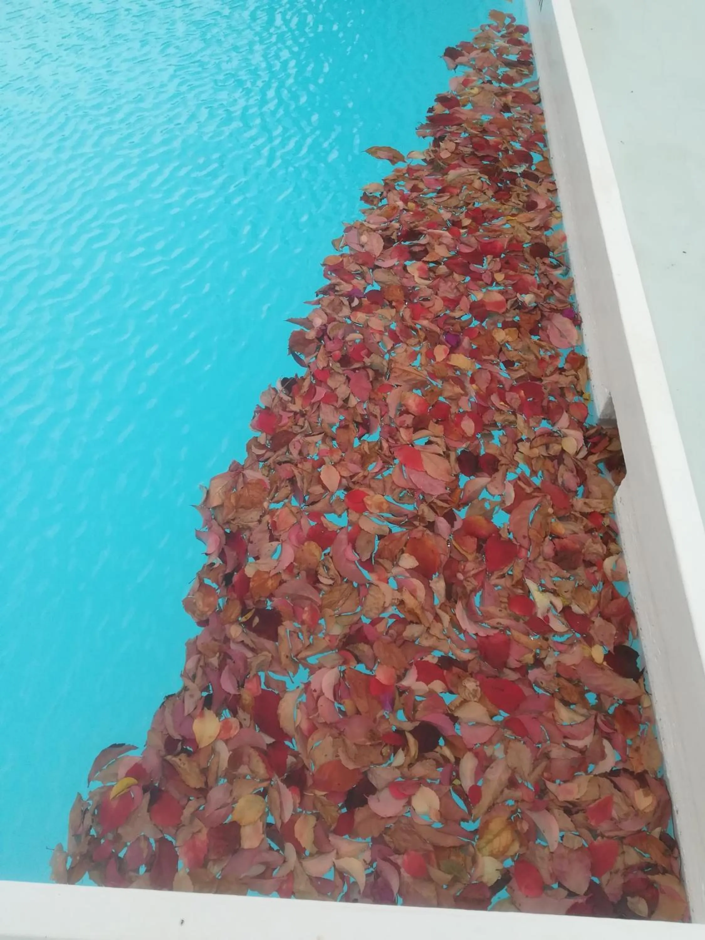 Swimming pool in Scorpios Hotel & Suites