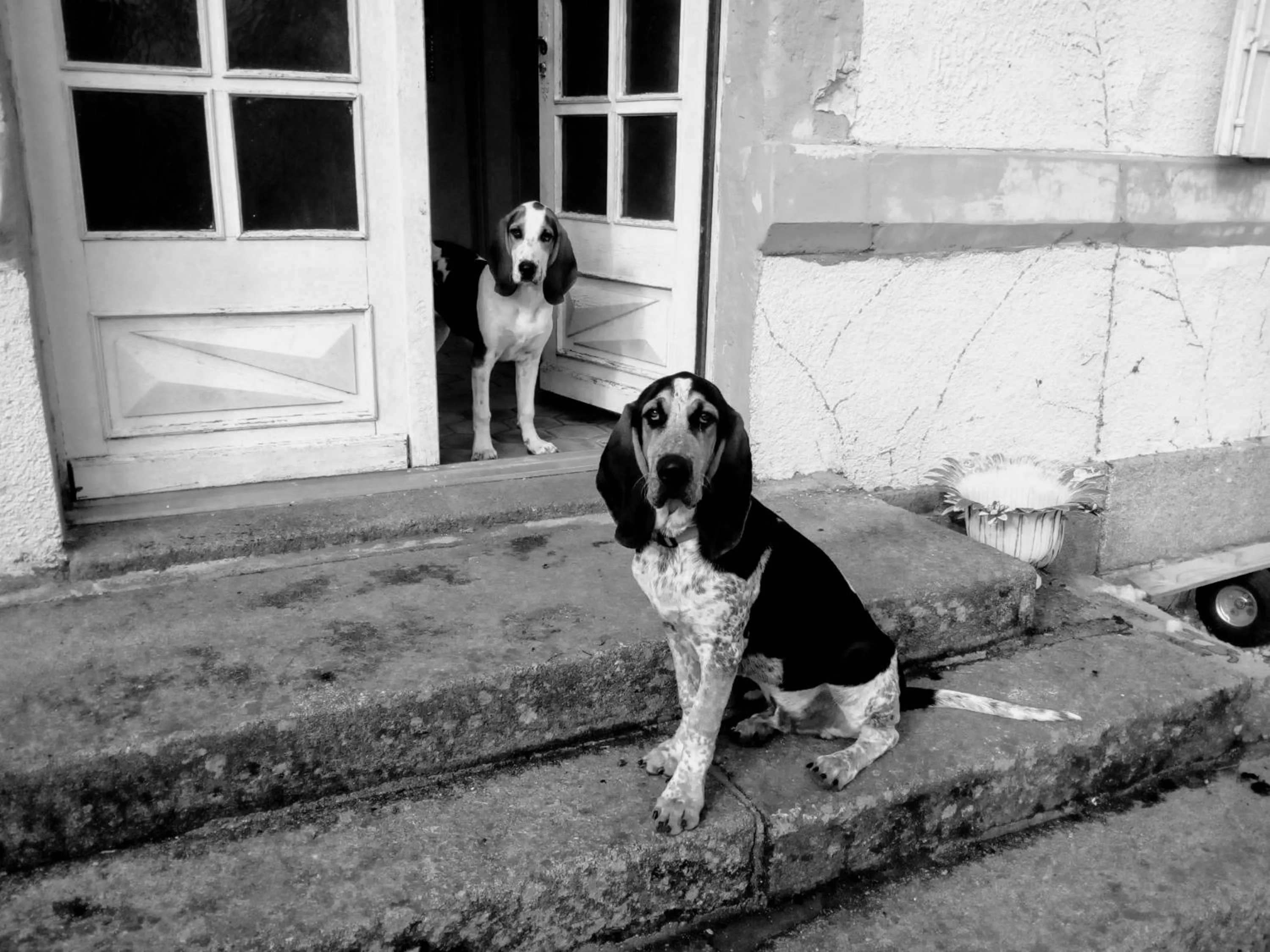 Pets in L'ancienne École