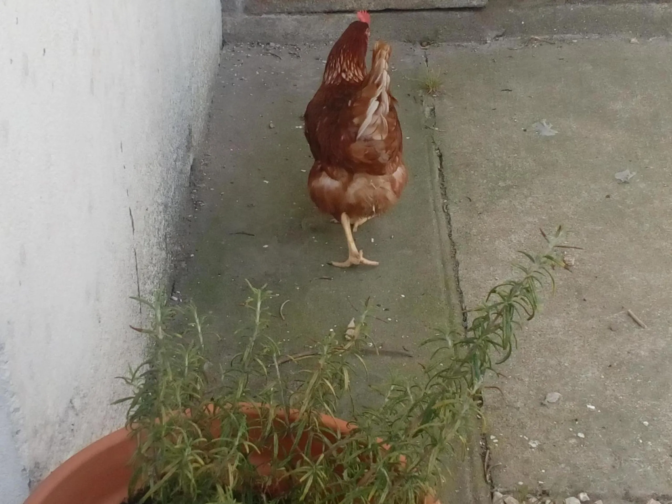 Animals in L'ancienne École