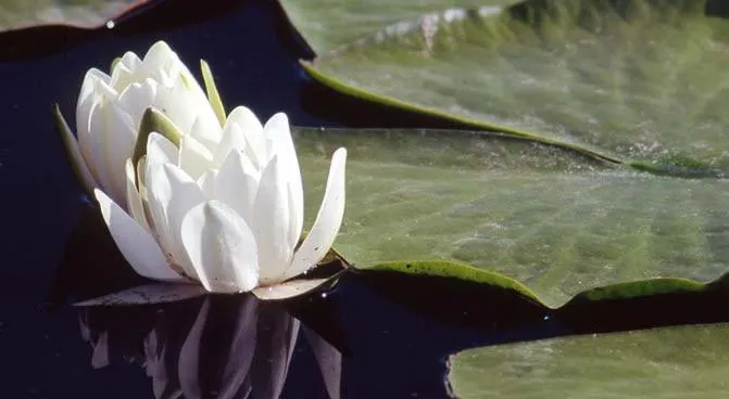 Logo/Certificate/Sign in Relais Forti