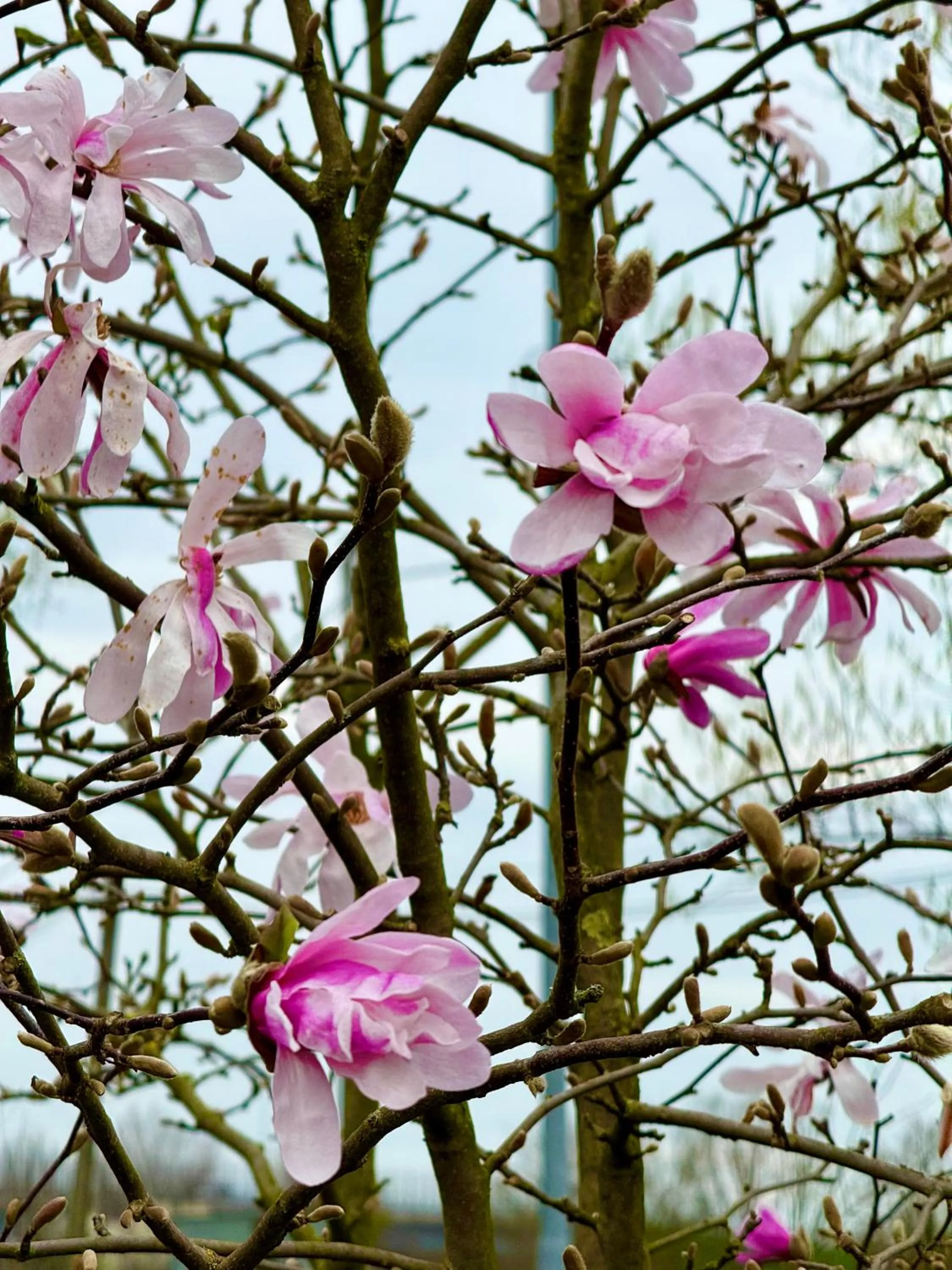 Garden in Pool & Garden Villa Lelia