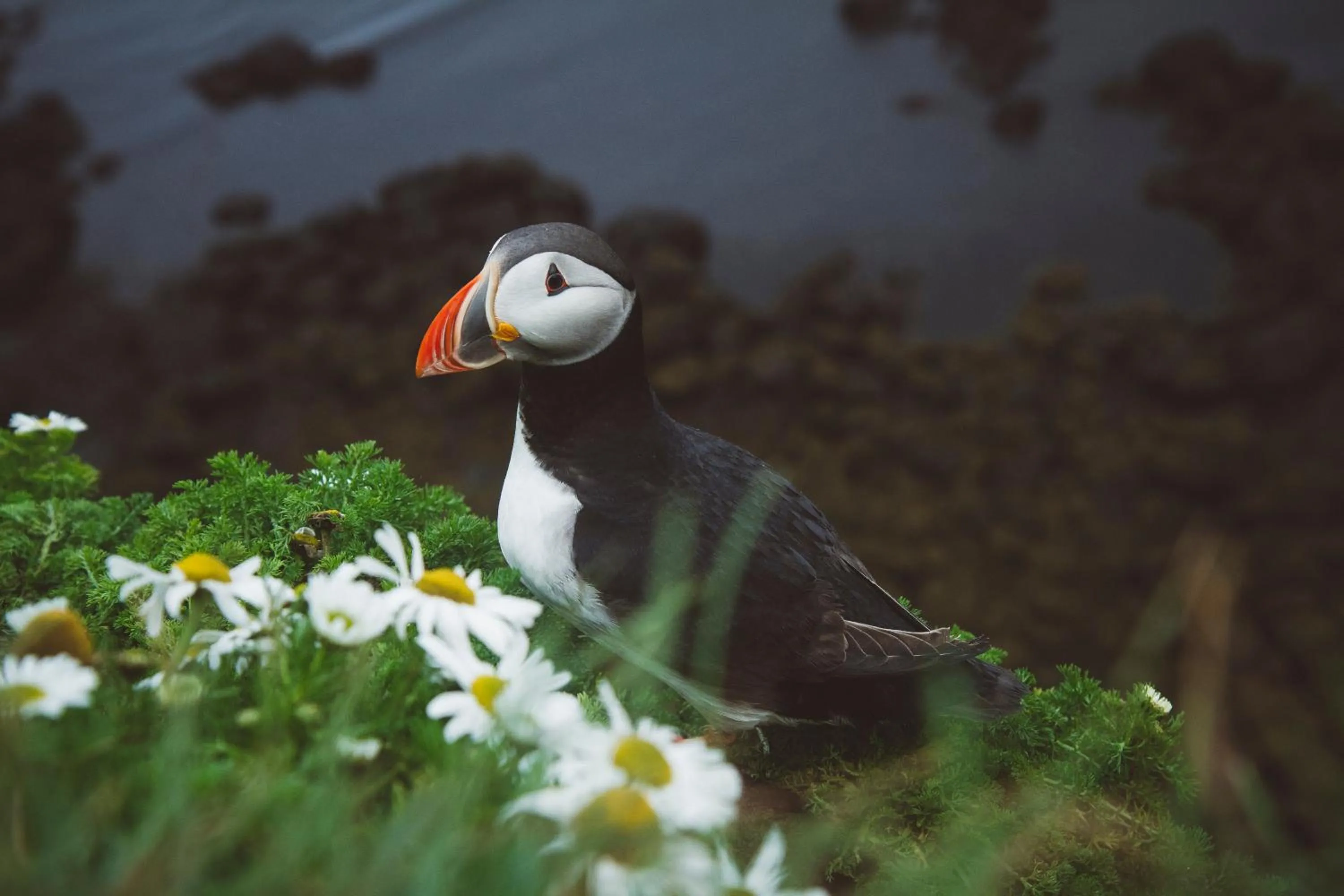 Animals in Lyngás Guesthouse
