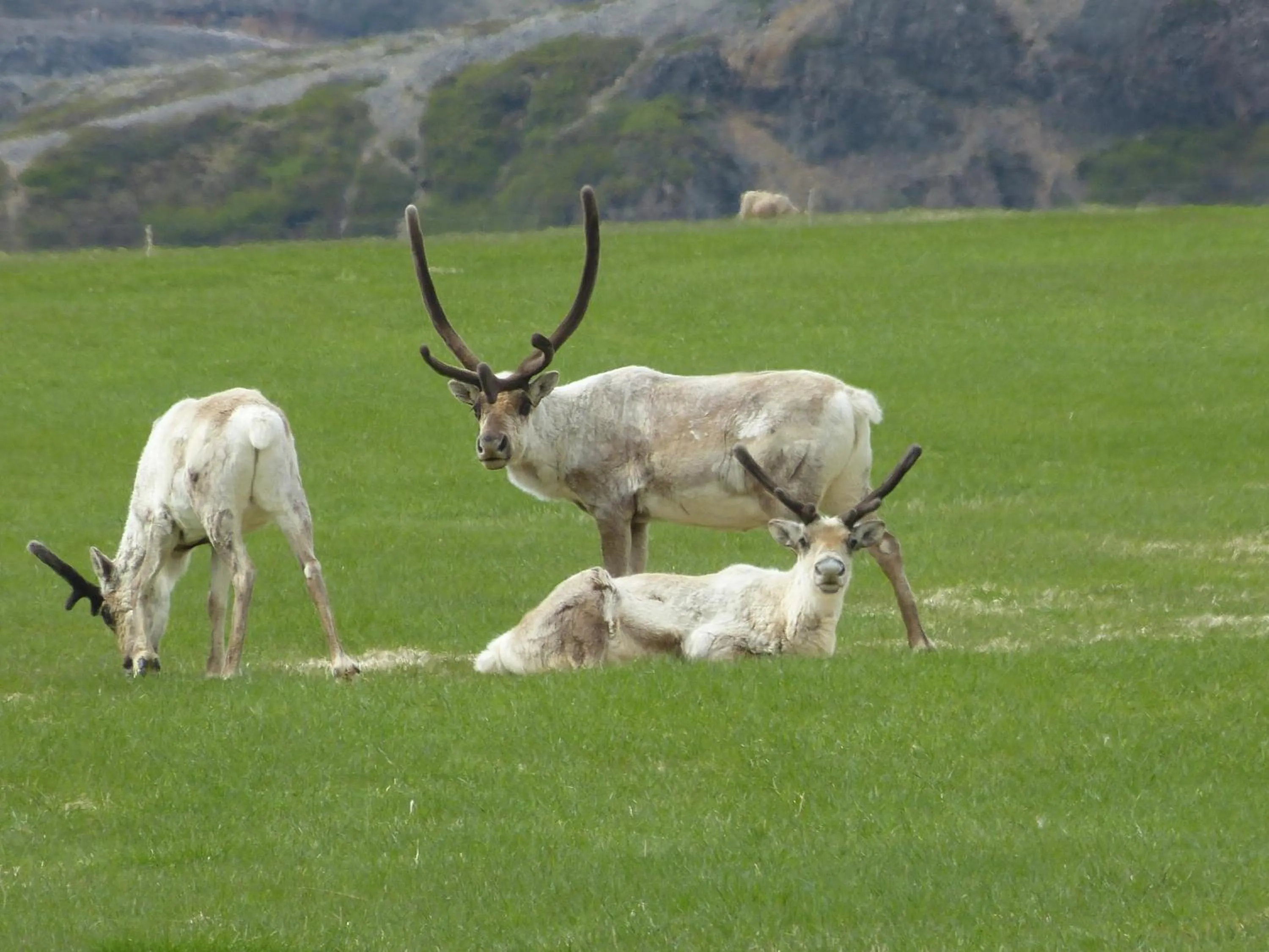 Animals in Lyngás Guesthouse