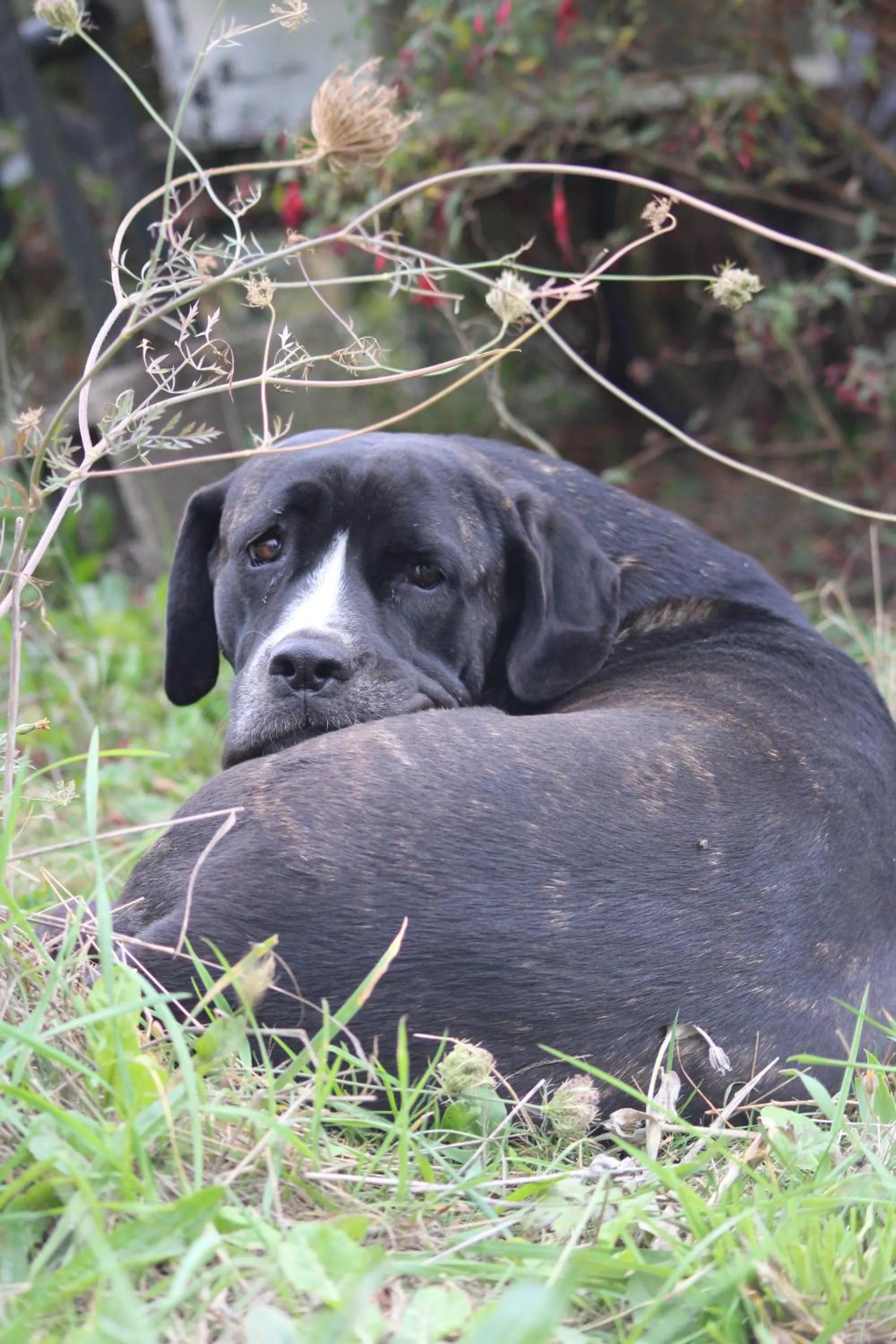 Pets in Une roulotte et des chevaux