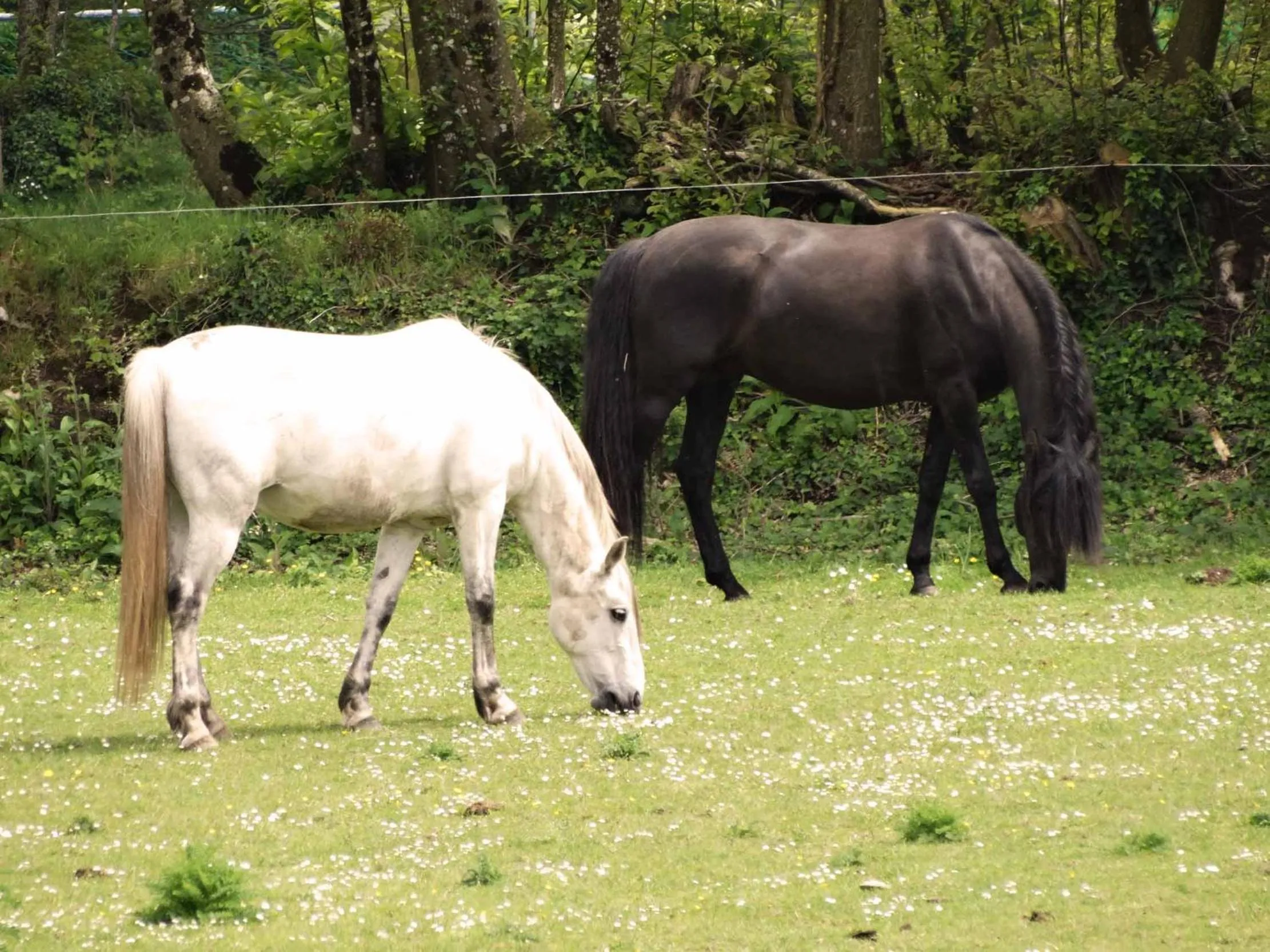 Animals in Une roulotte et des chevaux