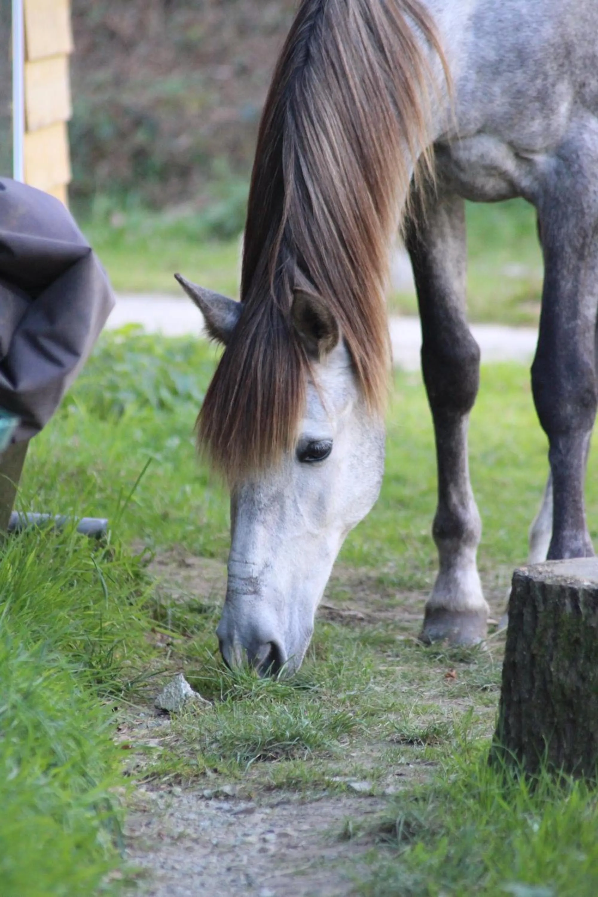 Pets in Une roulotte et des chevaux