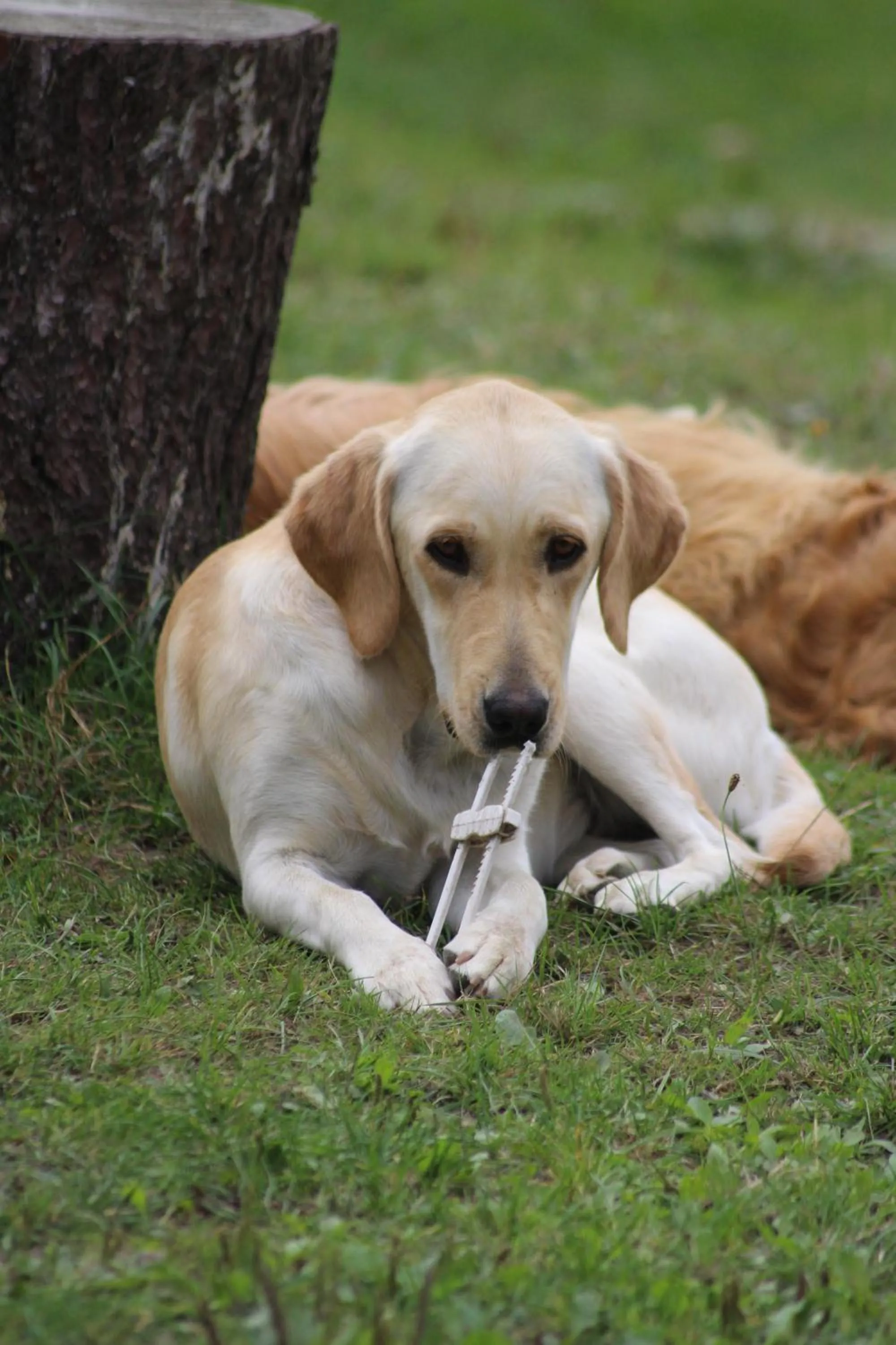 Pets in Une roulotte et des chevaux
