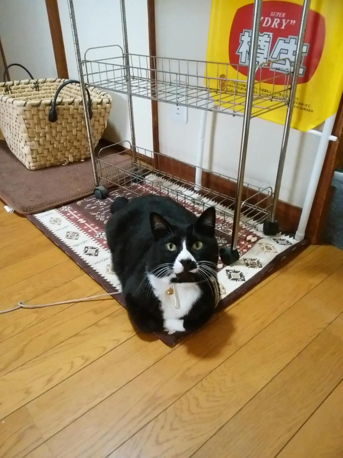 Pets in Minshuku Osaki