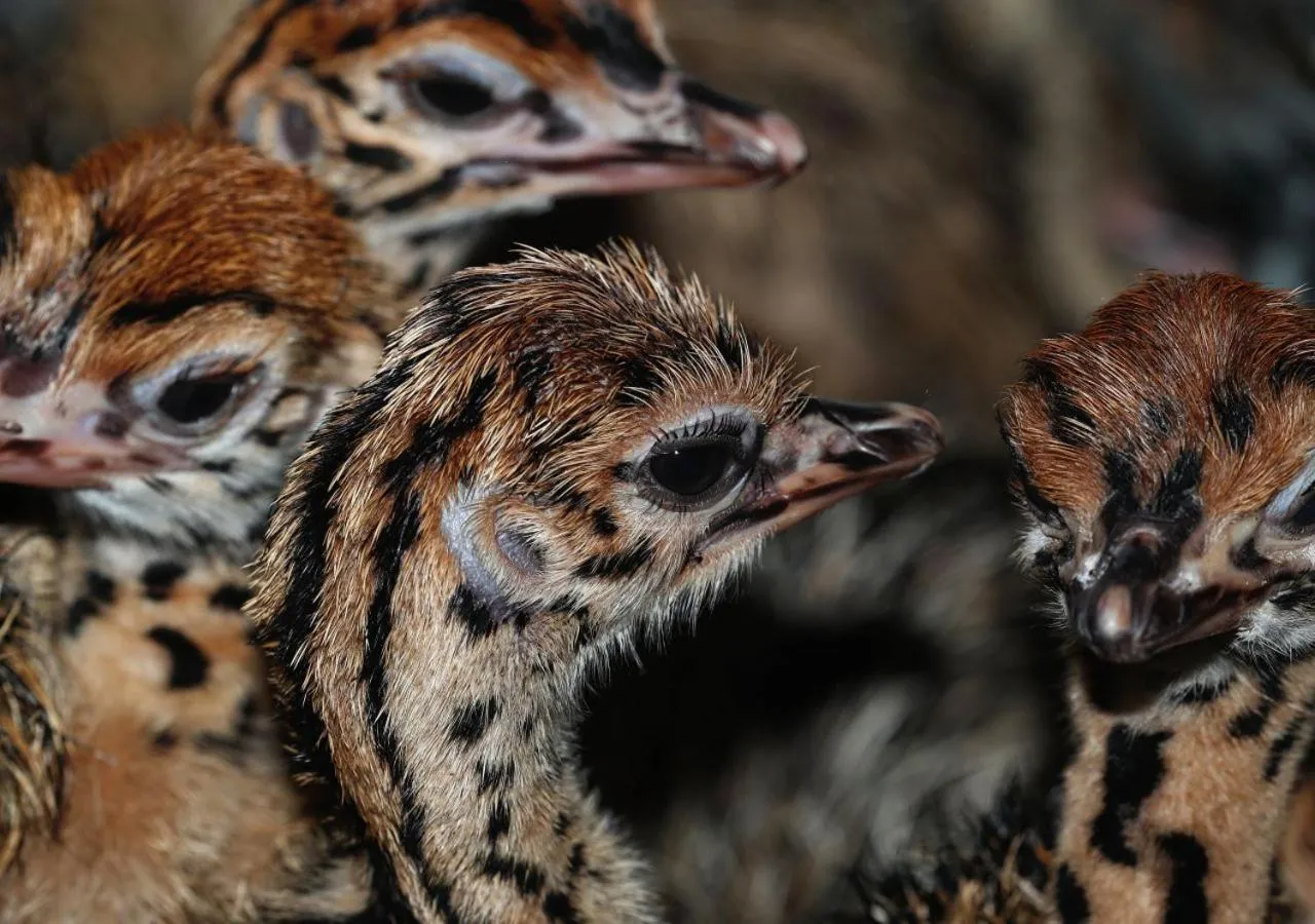 Activities in Berluda Farmhouse and Cottages