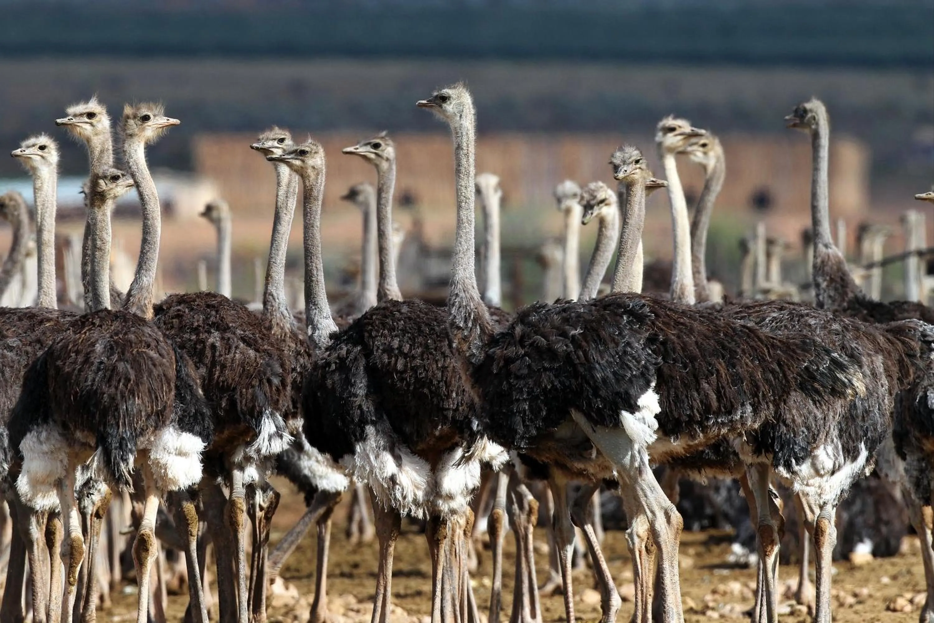 Animals in Berluda Farmhouse and Cottages