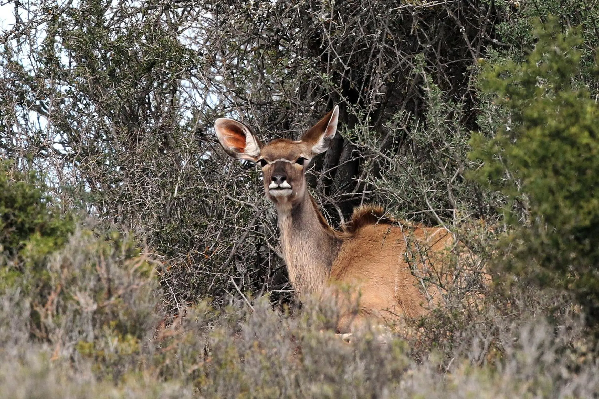 Animals in Berluda Farmhouse and Cottages