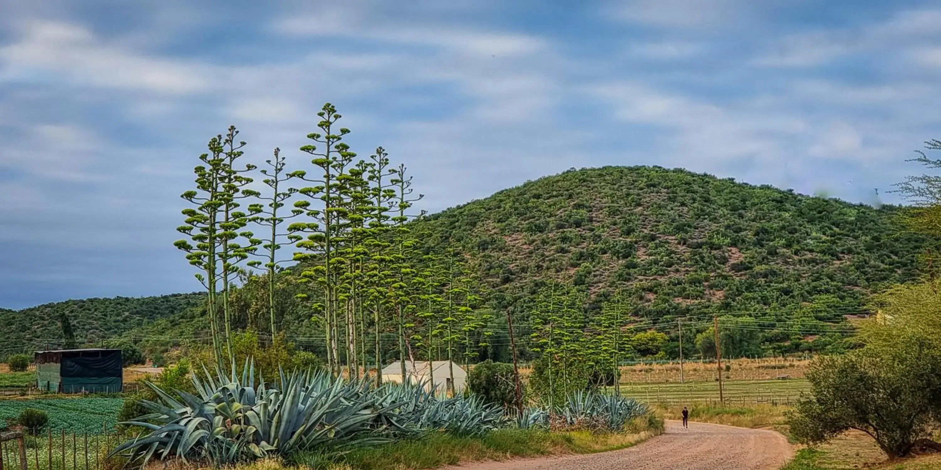 Deluxe Double or Twin Room in Berluda Farmhouse and Cottages Deluxe Double or Twin Room in Berluda Farmhouse and Cottages