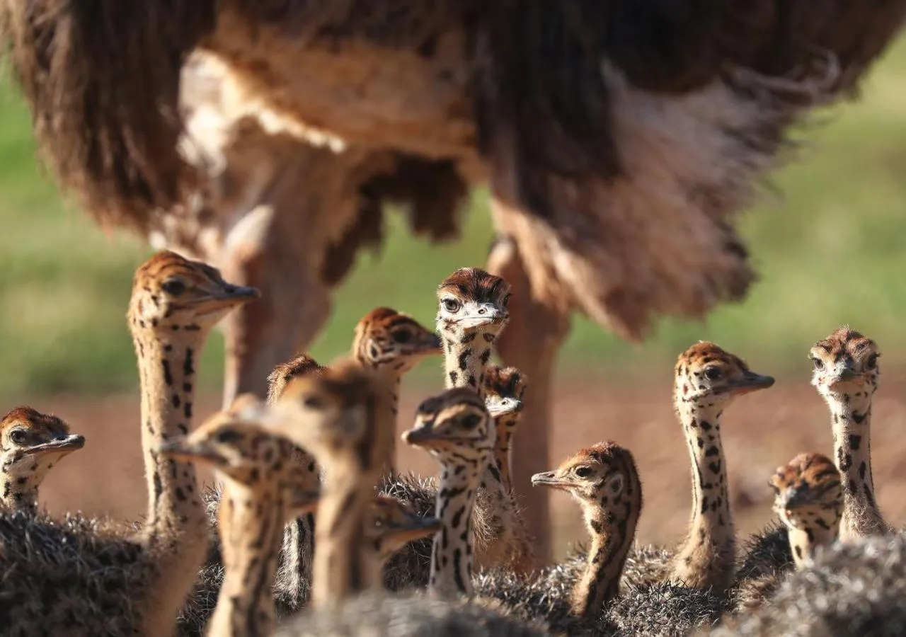 Activities in Berluda Farmhouse and Cottages