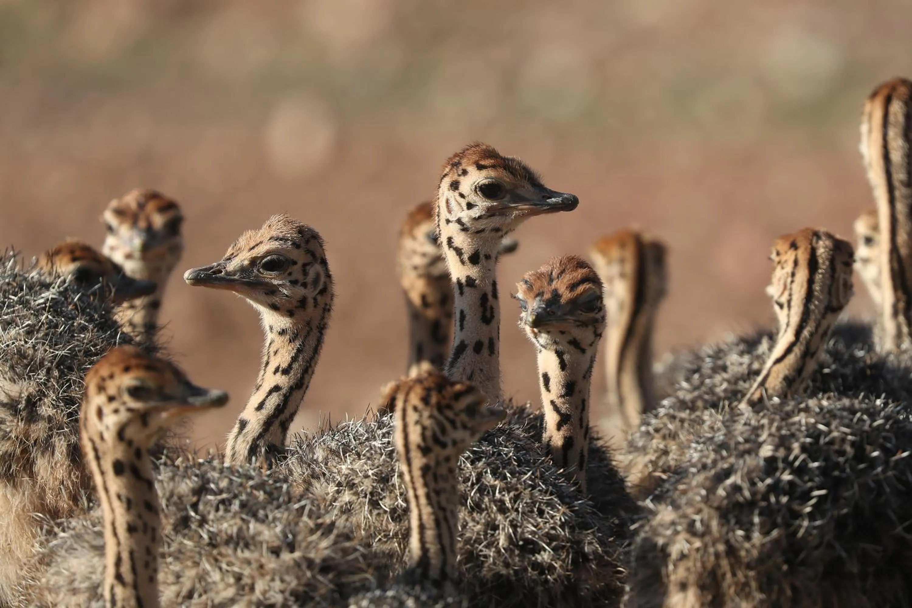 Activities in Berluda Farmhouse and Cottages