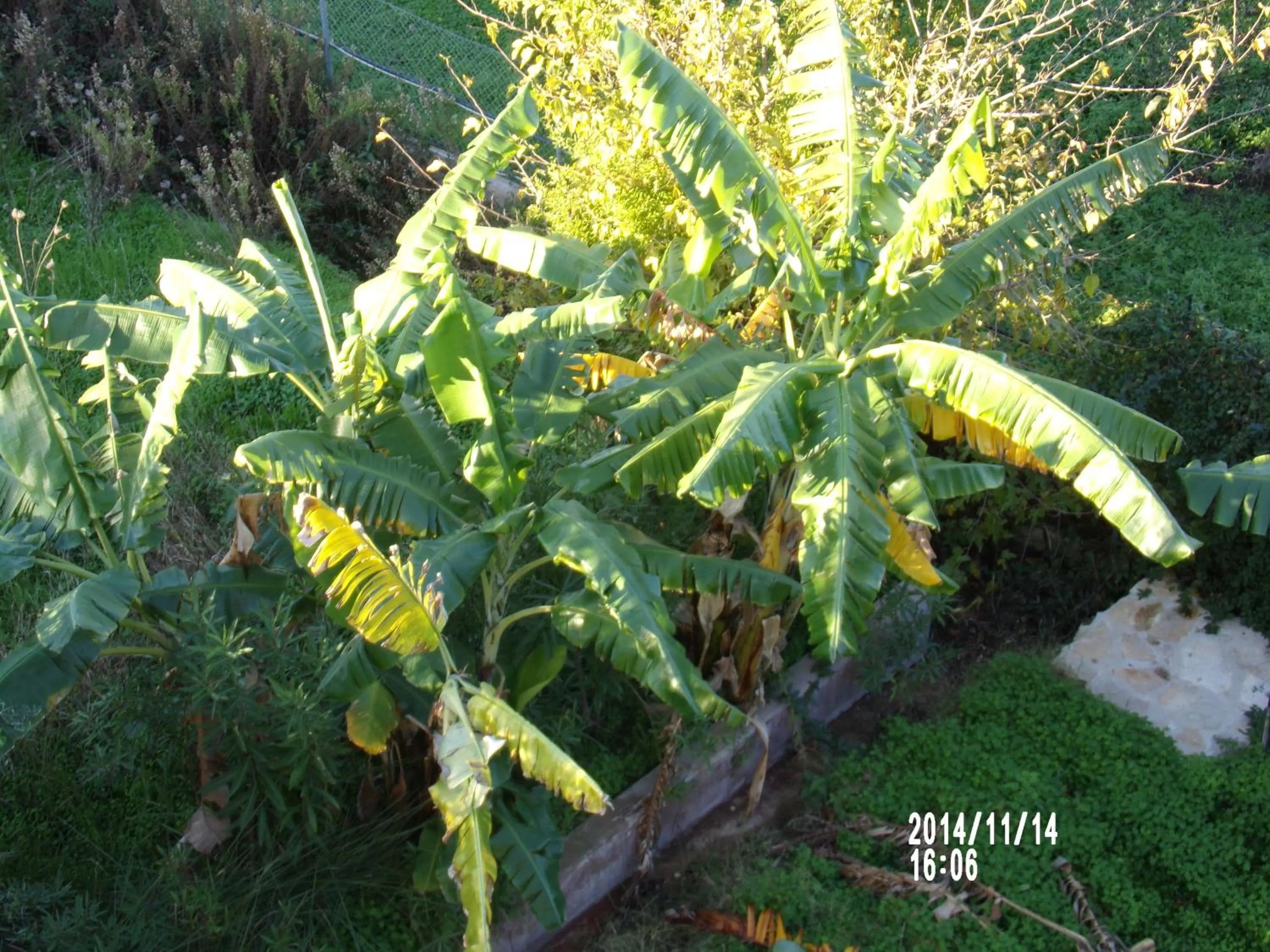 Garden in Alegria Villas Complex