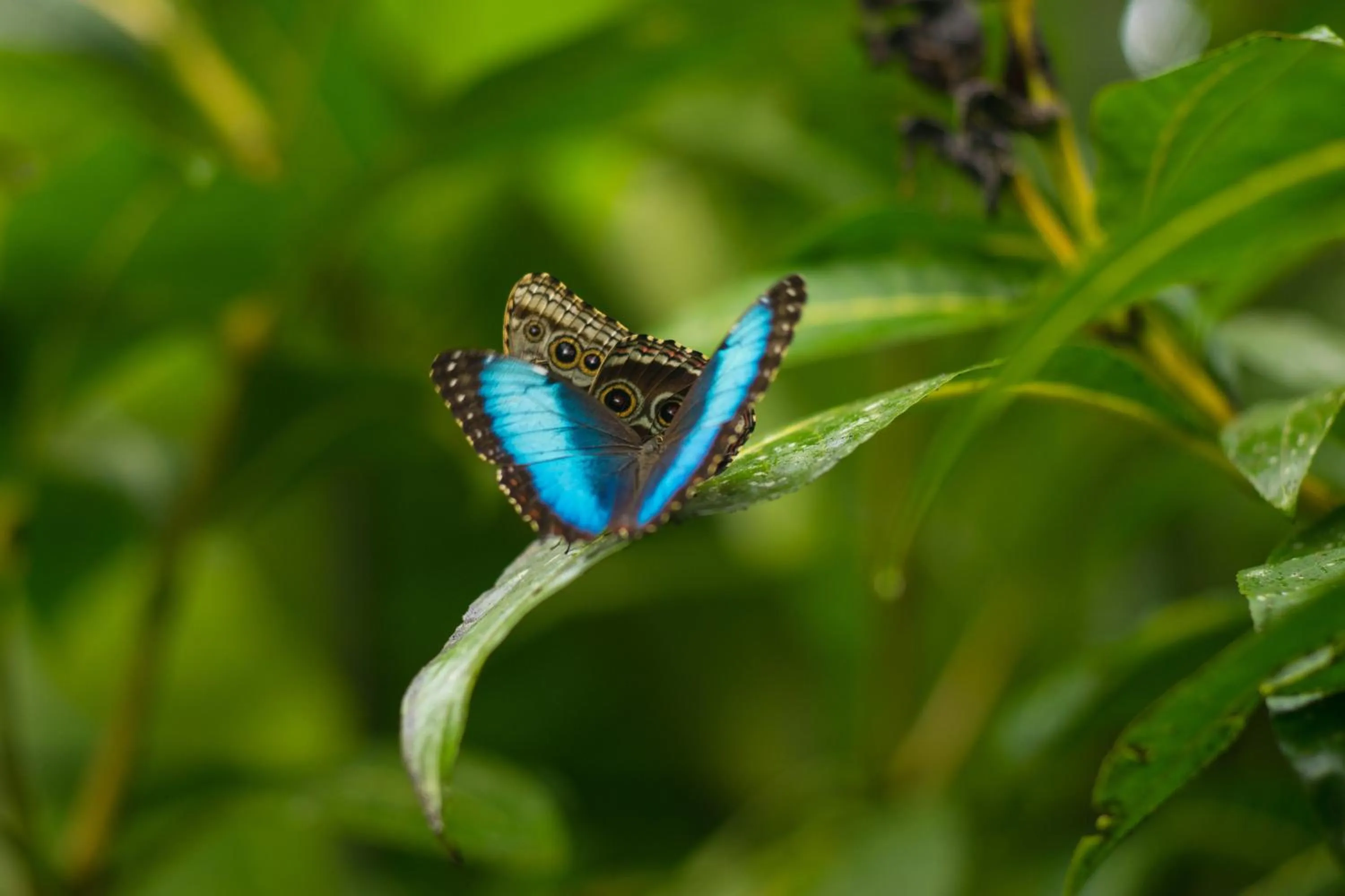 Garden in Blue River Resort & Hot Springs