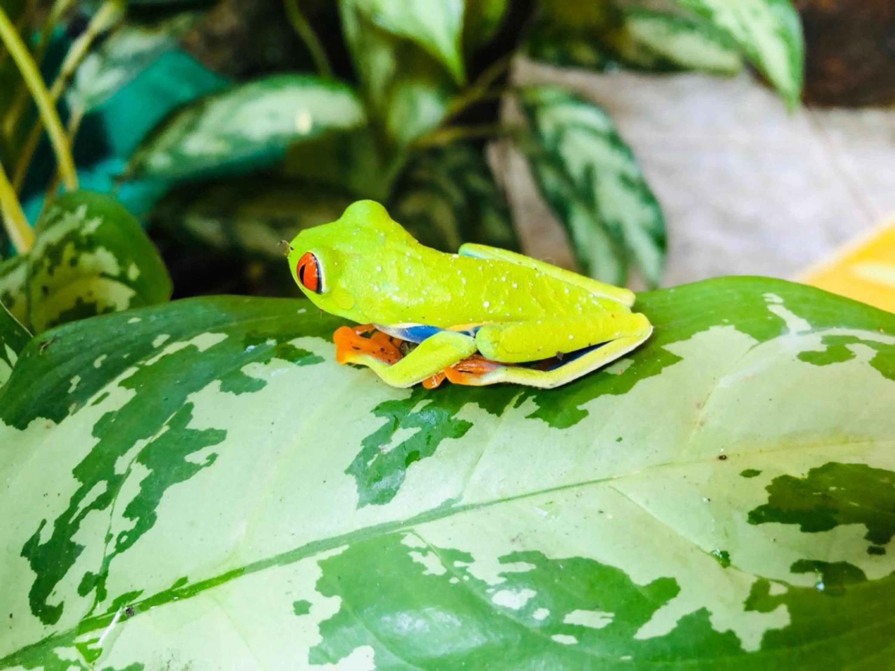 Hiking in Blue River Resort & Hot Springs