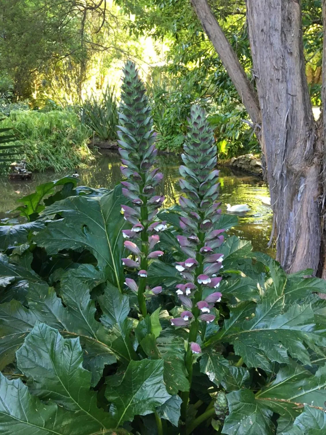 Garden in Havelock Garden Motel