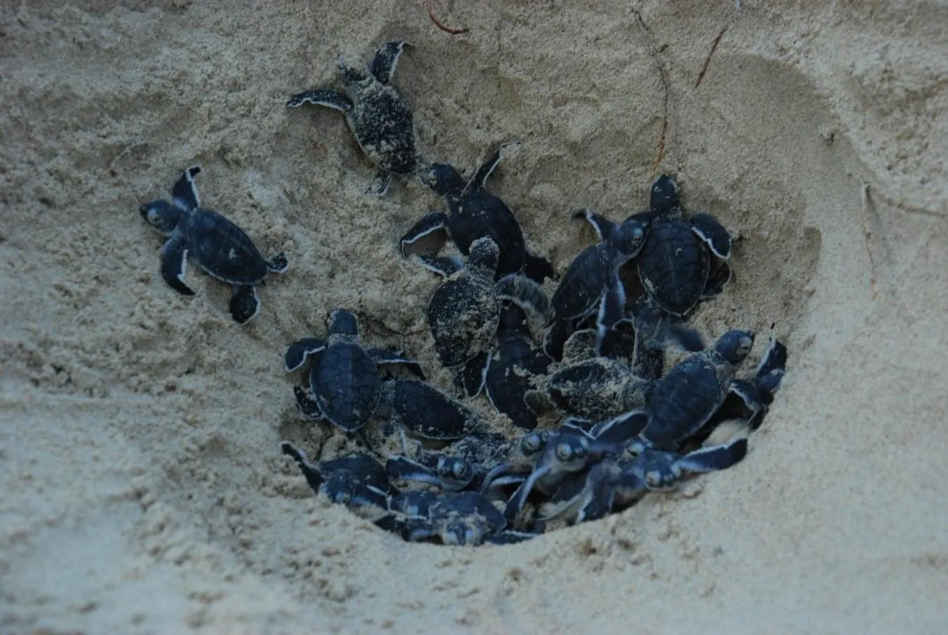 Animals in Angsana Bintan