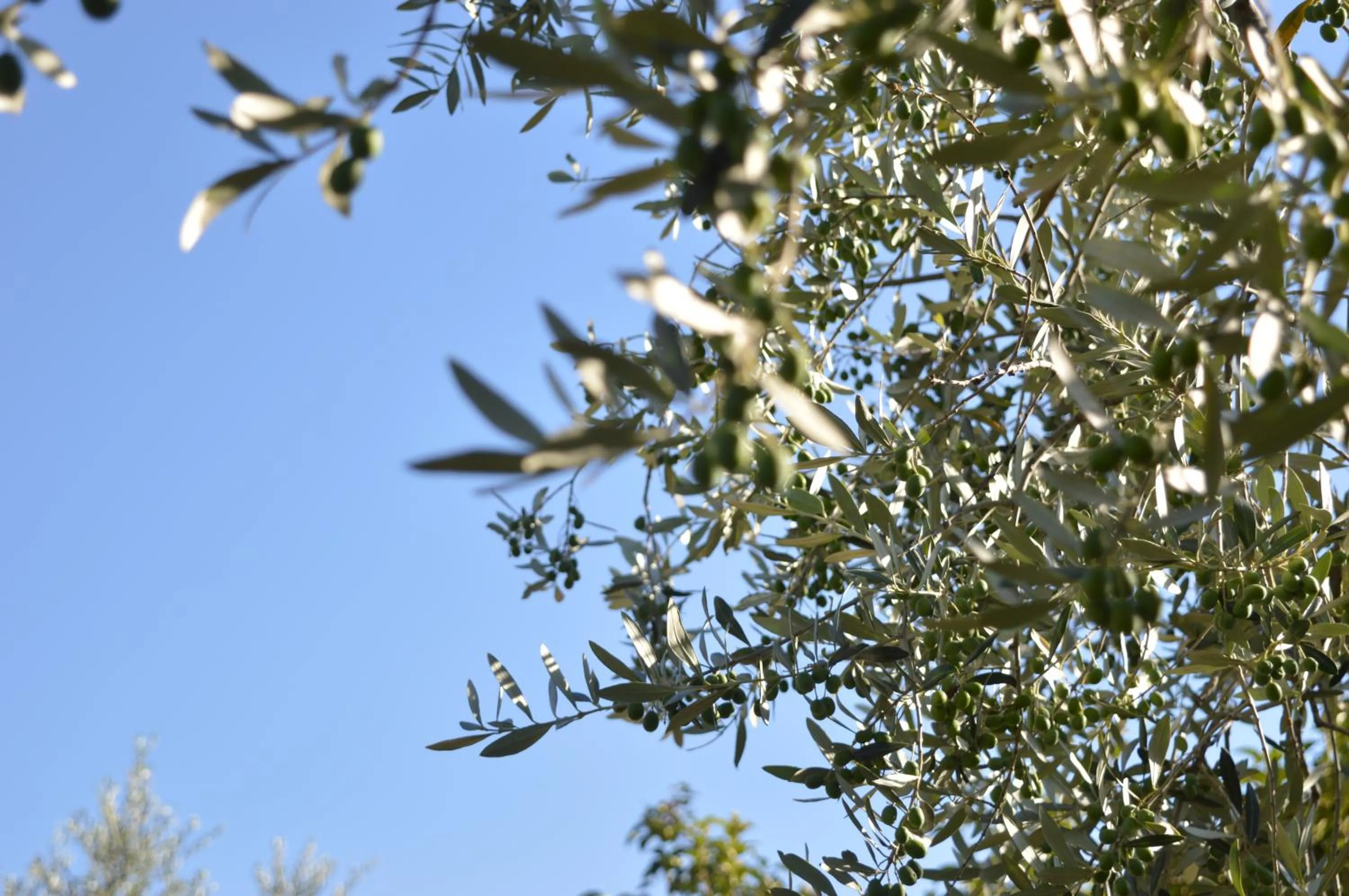 Natural landscape in Cardinal Girolamo