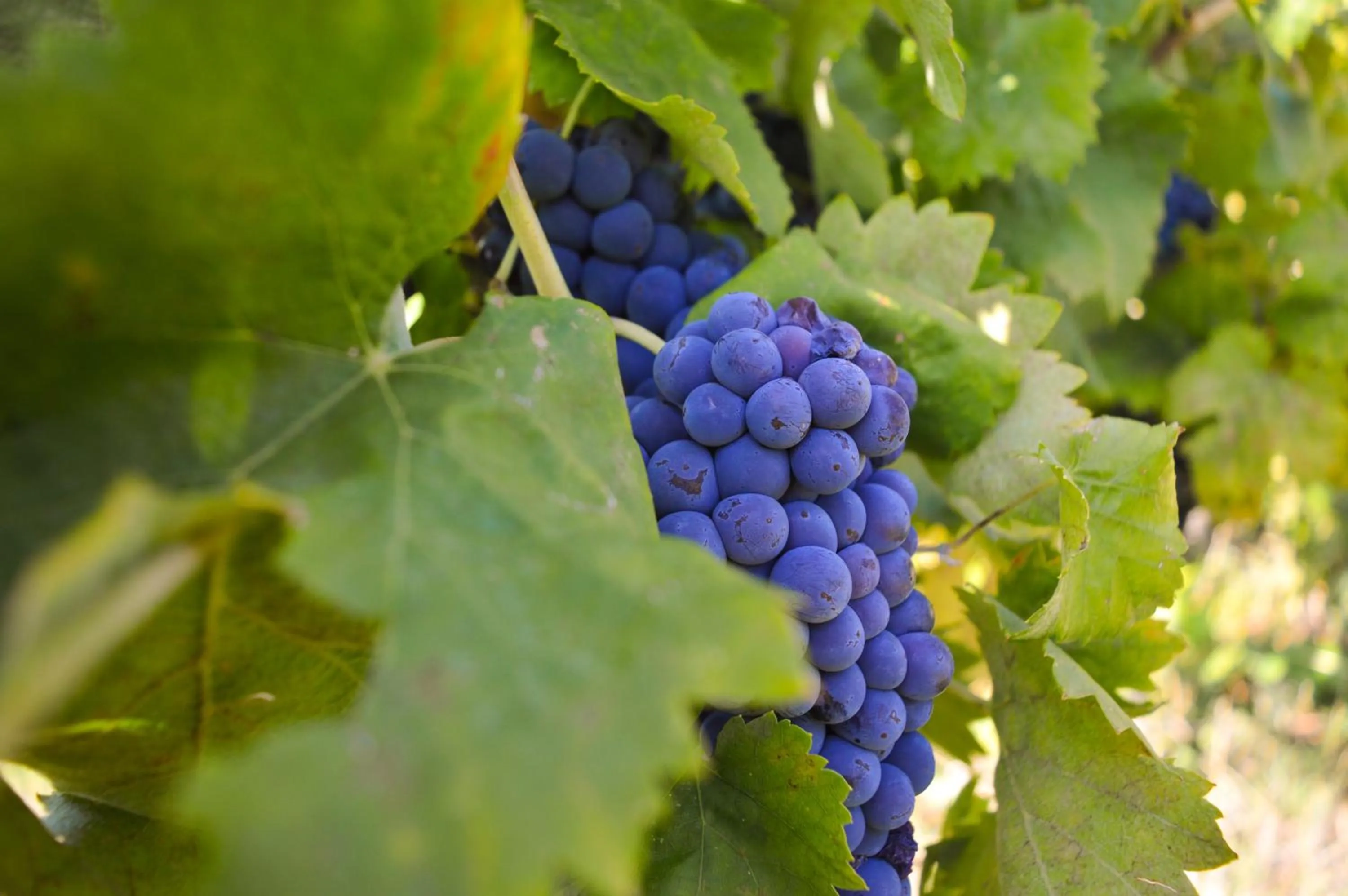 Food in Cardinal Girolamo