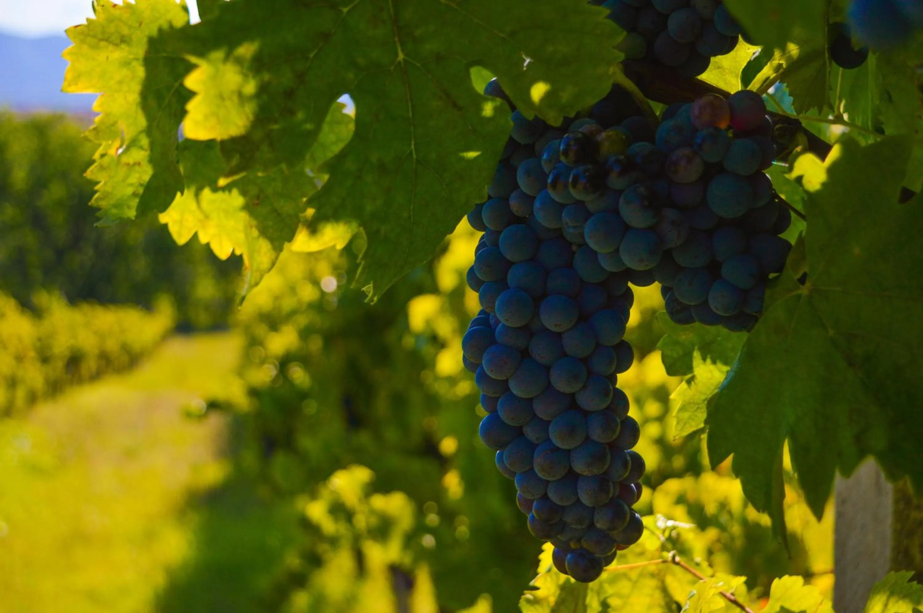 Natural landscape in Cardinal Girolamo