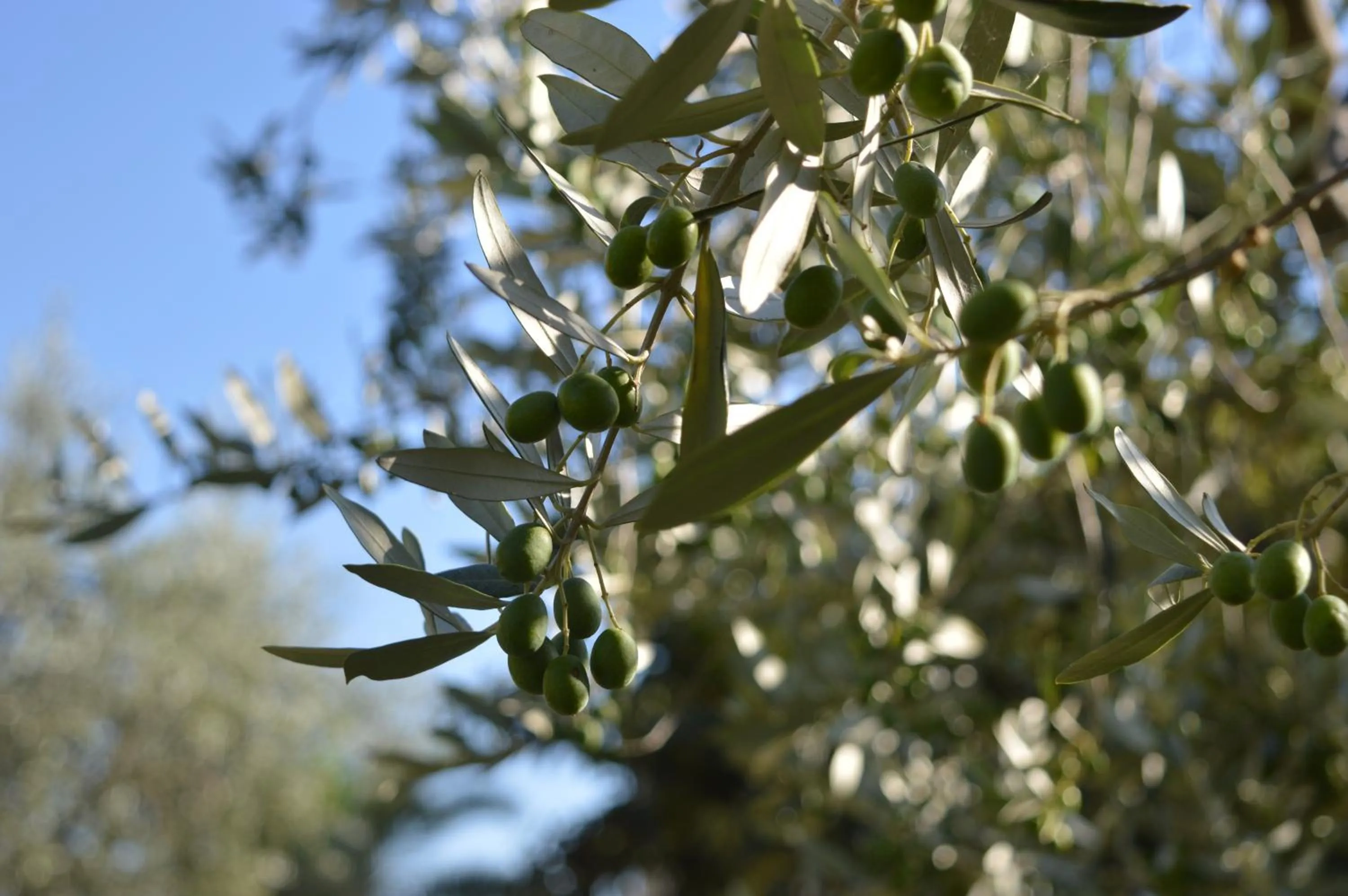 Garden view in Cardinal Girolamo