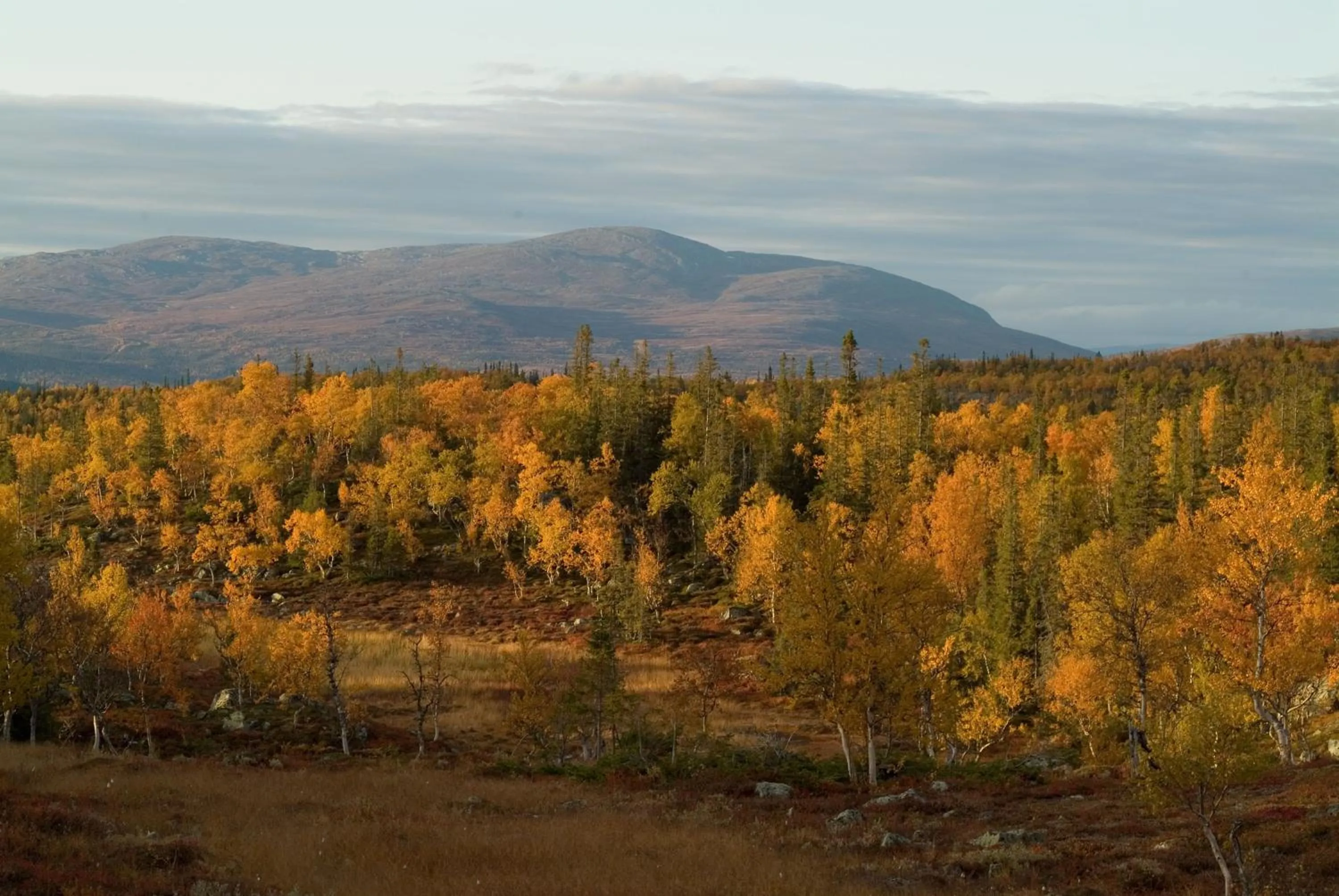 Natural landscape in Vålådalens Fjällstation