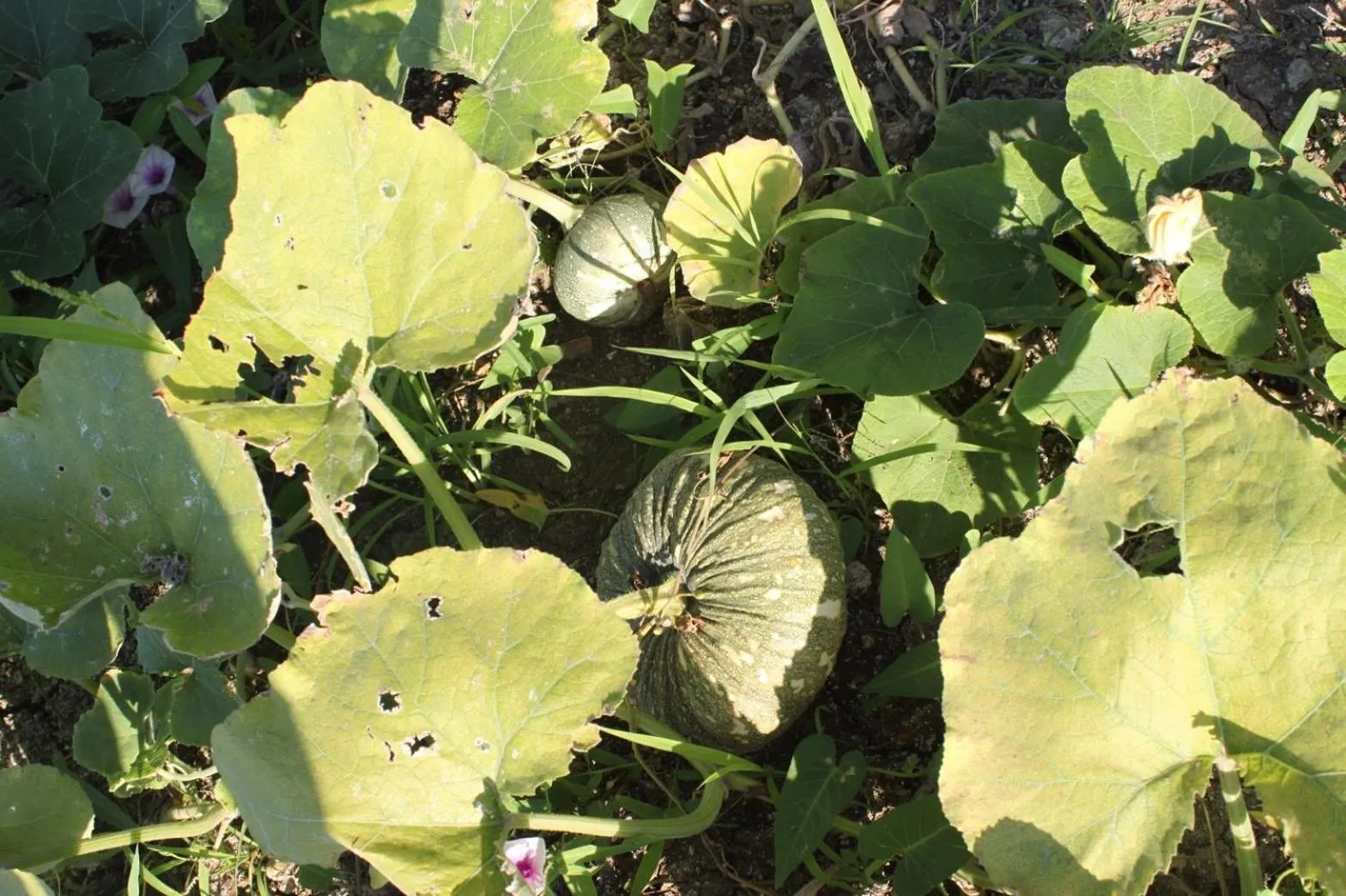 Property building in Menam Resort