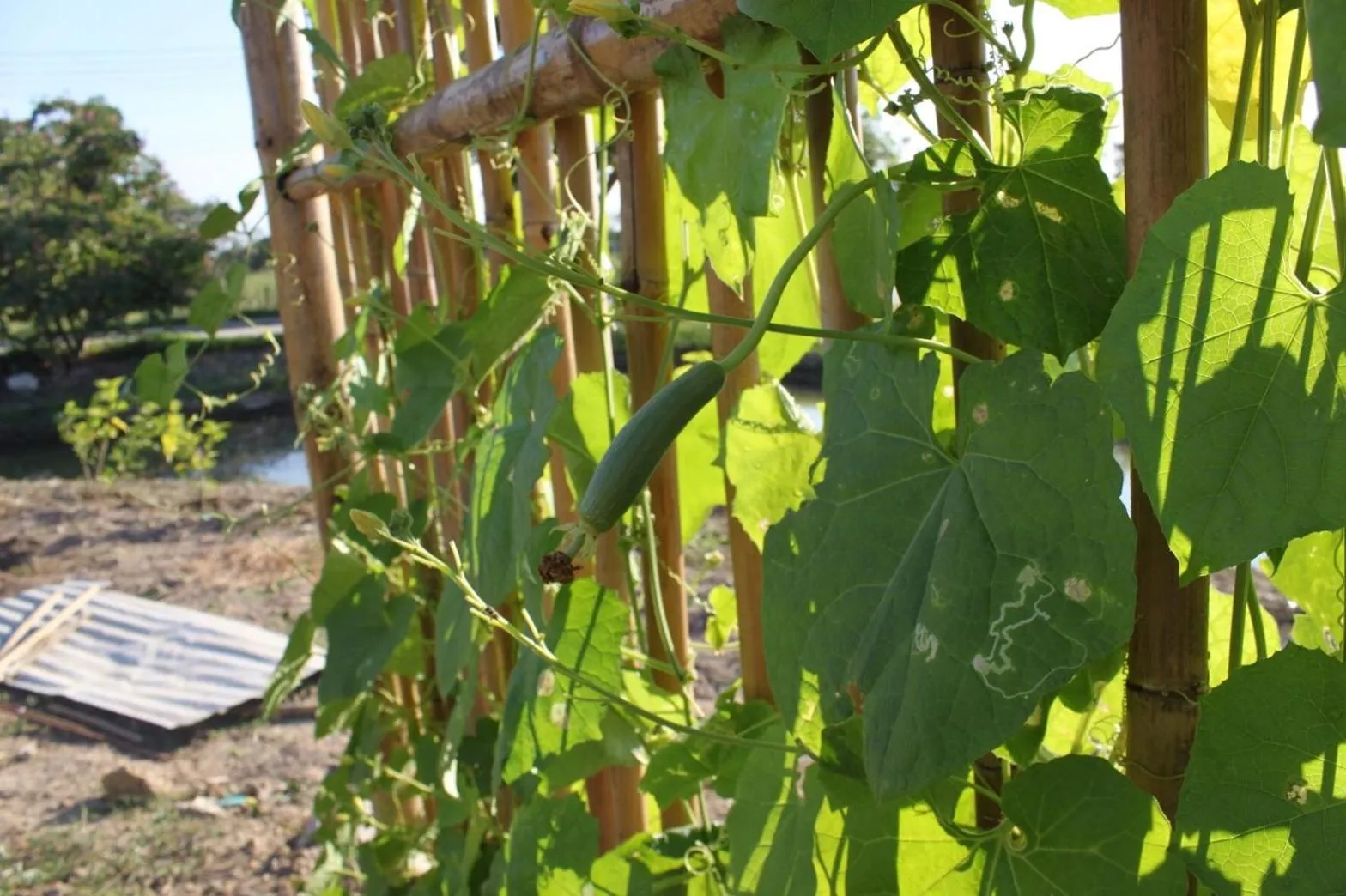 Property building in Menam Resort