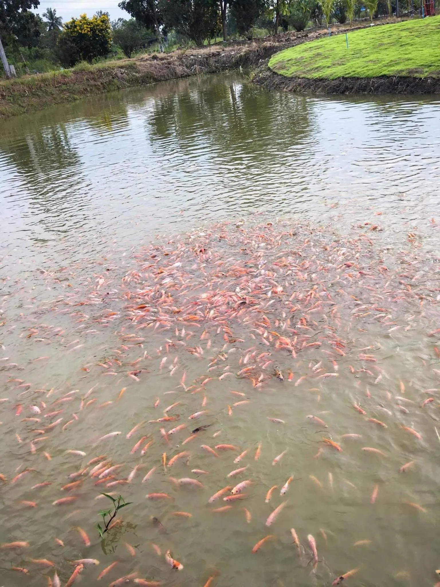 Natural landscape in Menam Resort