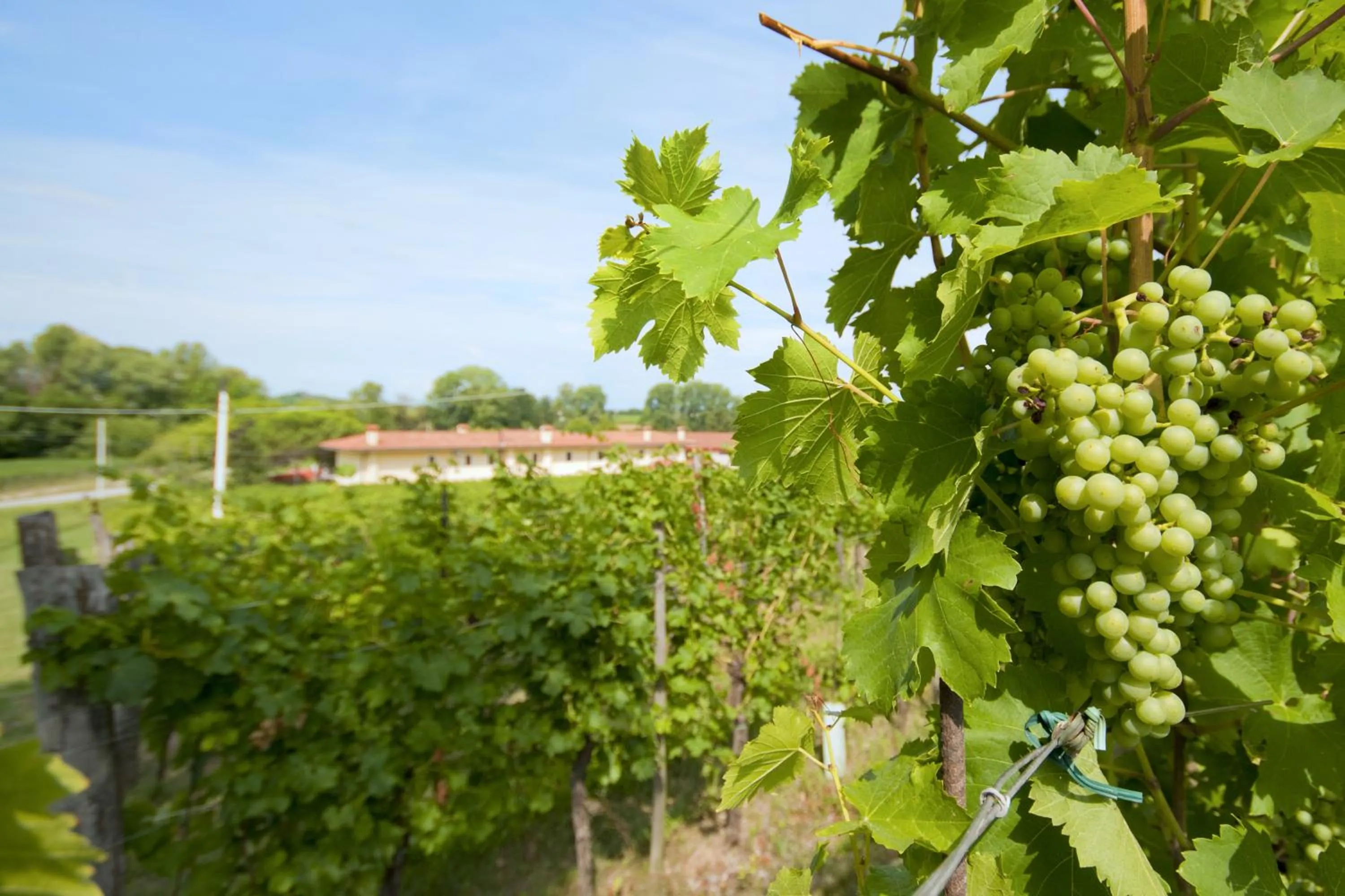 Alloggio Agrituristico CORTE SAN BIAGIO