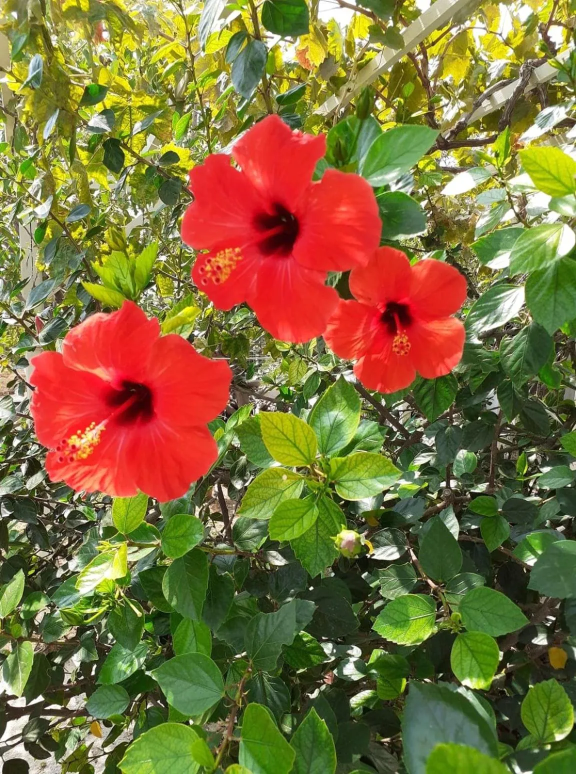 Garden in Anixis Studios Aliki Paros
