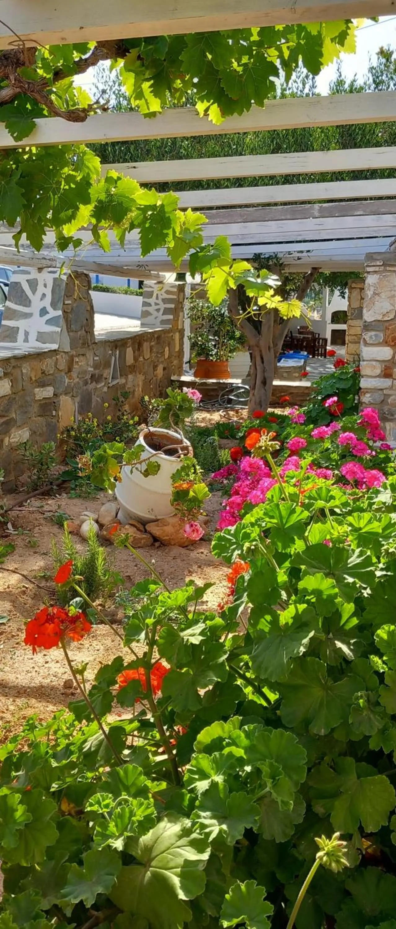 Garden in Anixis Studios Aliki Paros