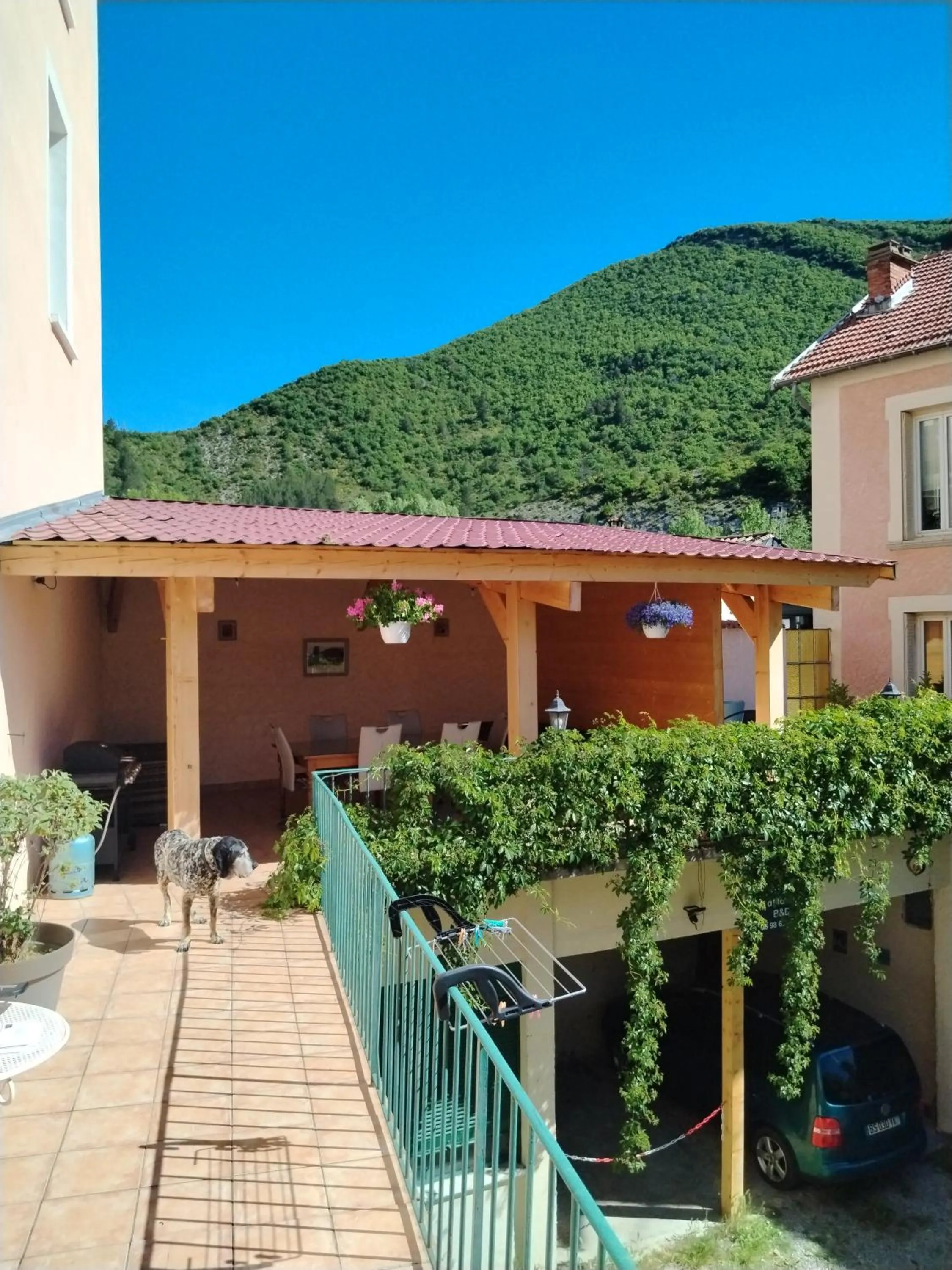 Rose des Alpes