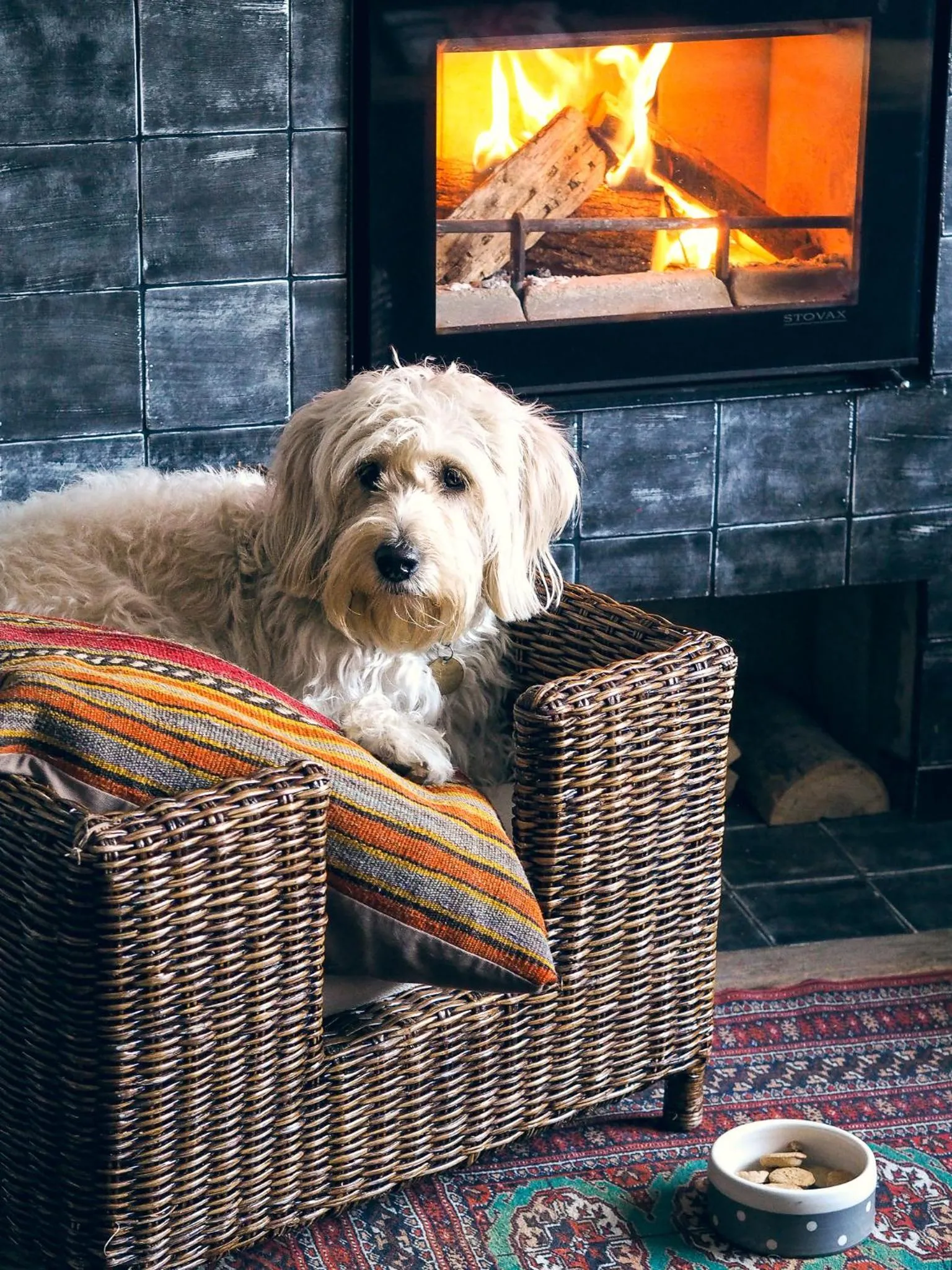 Pets in Artist Residence Cornwall