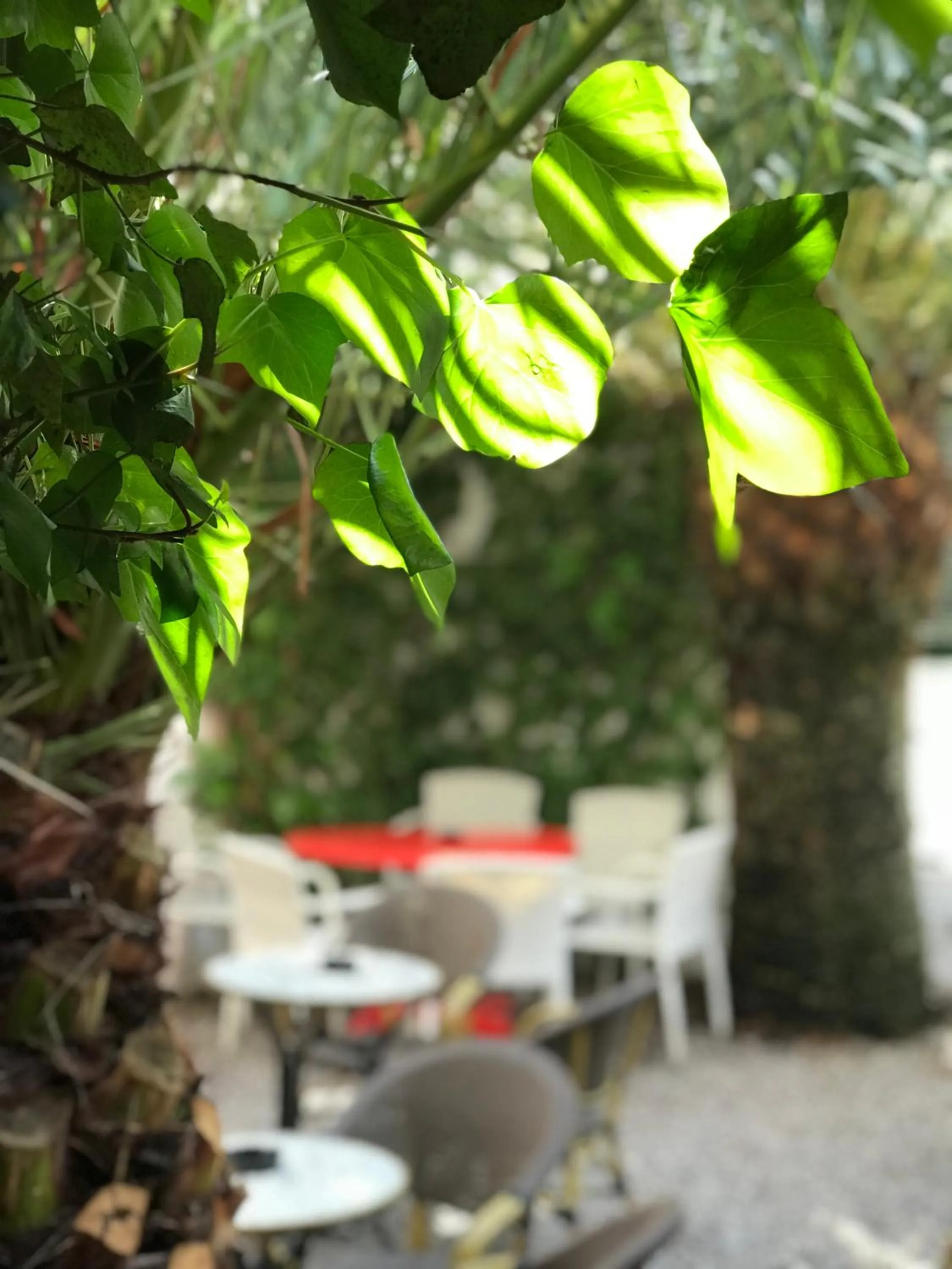 Patio in Hotel Vostra Llar