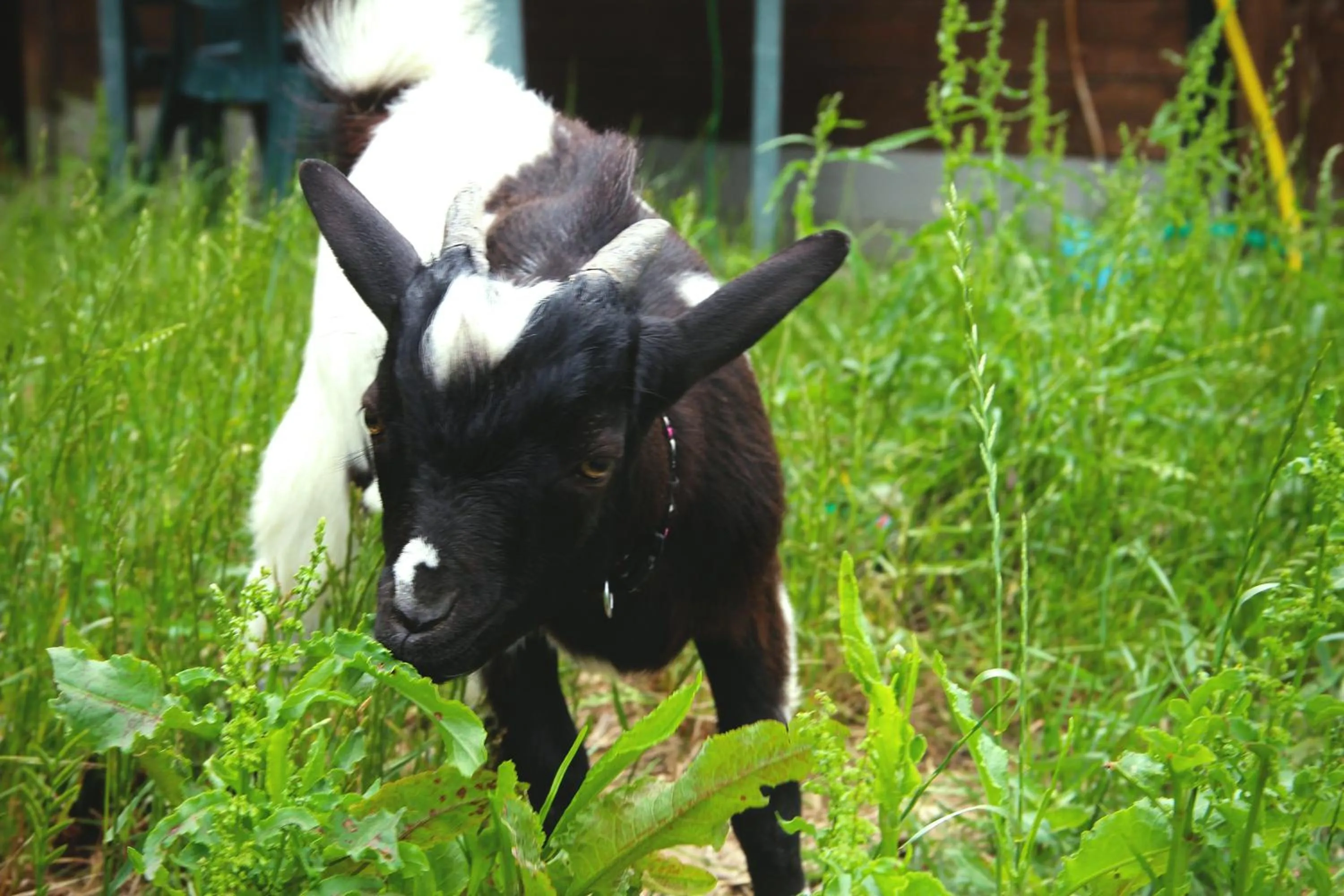 Garden in Casa Di Campagna In Toscana