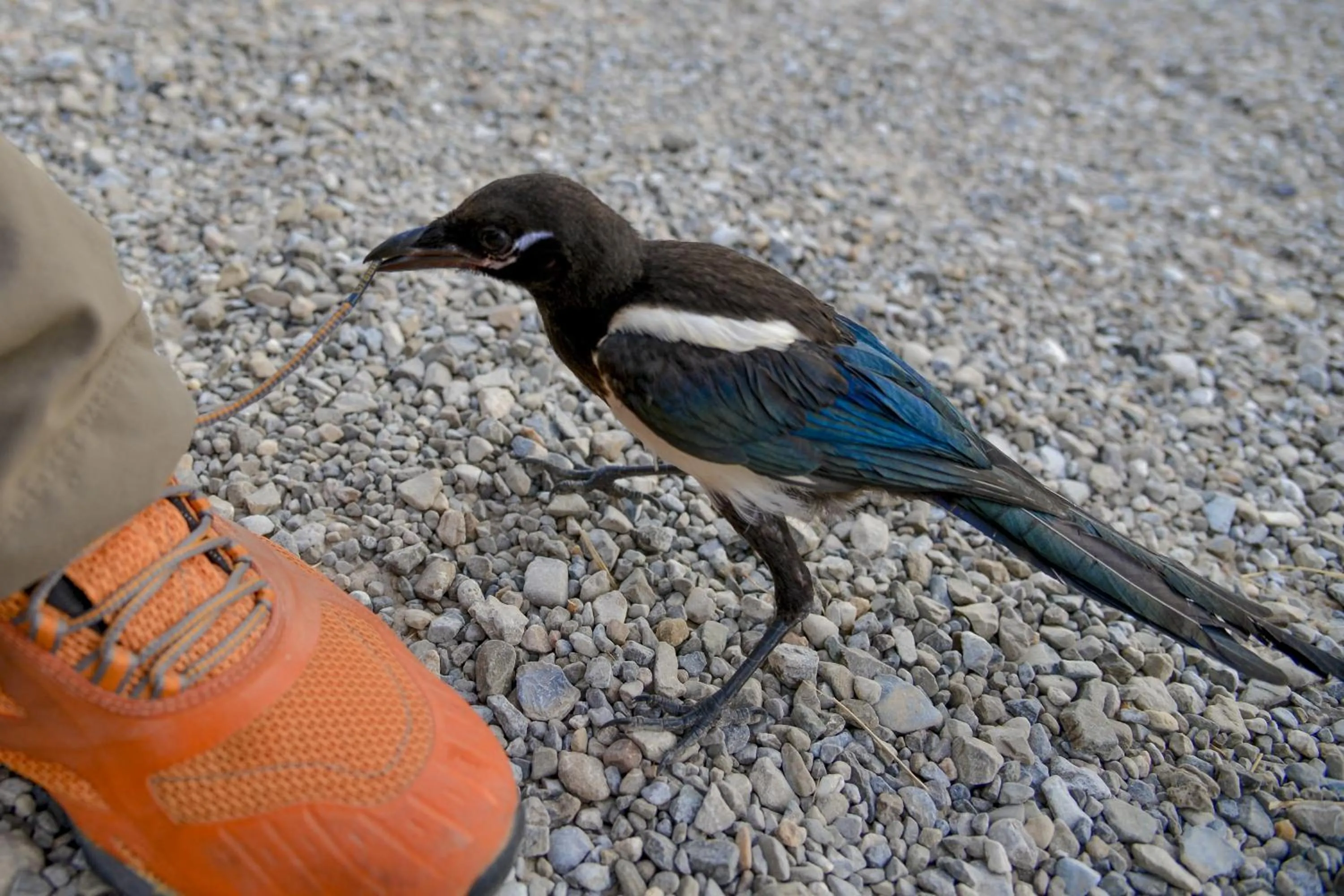 Animals in Casa Di Campagna In Toscana