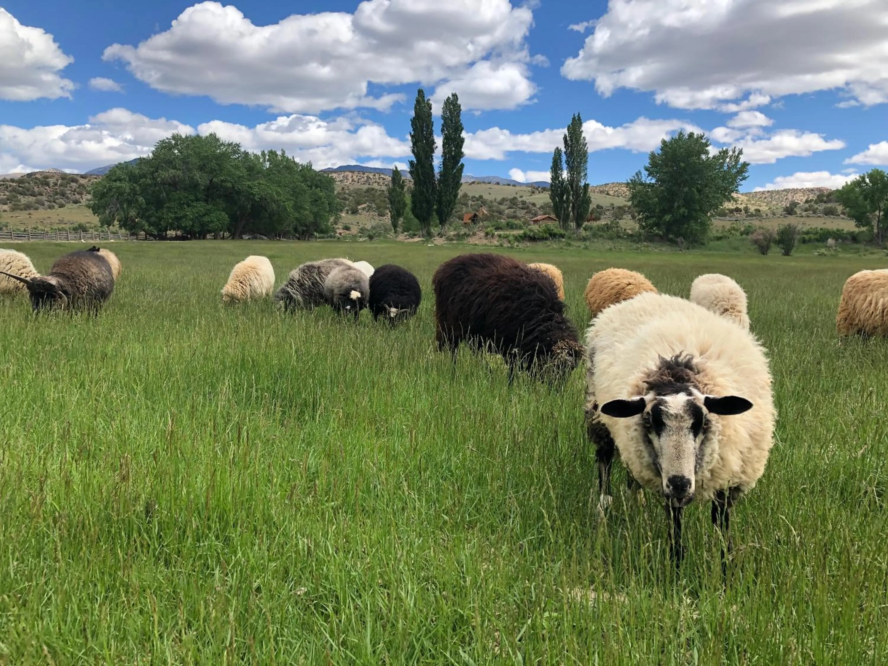 Natural landscape in Canyon Of The Ancients Guest Ranch