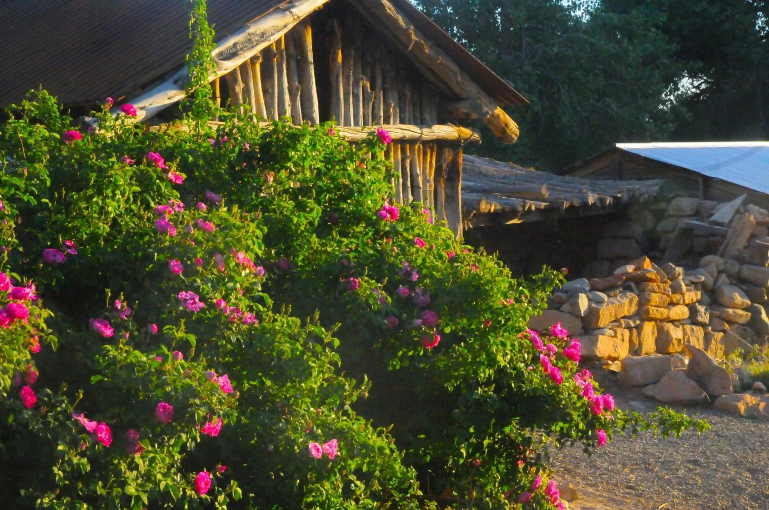 Spring in Canyon Of The Ancients Guest Ranch