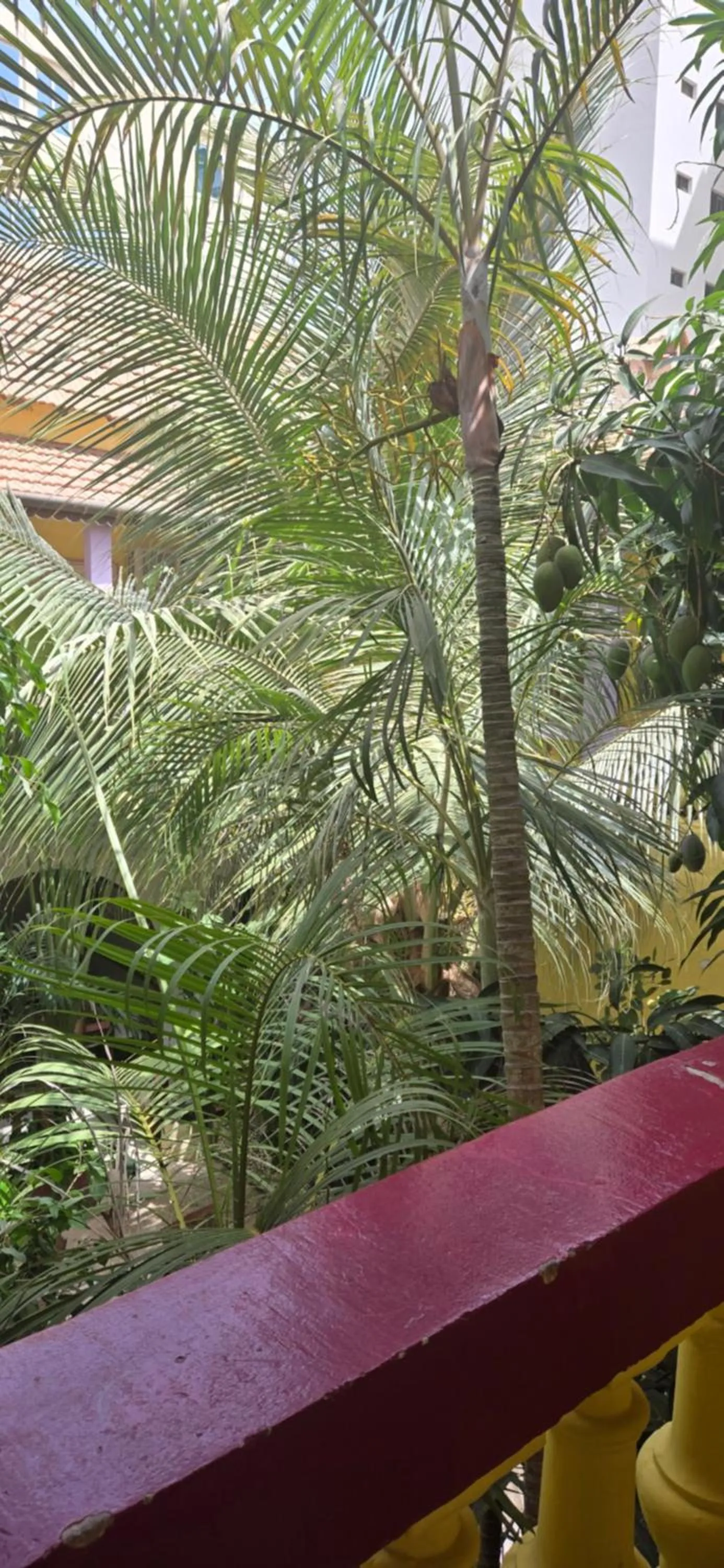 Natural landscape in Hôtel Saint-Louis Sun Dakar