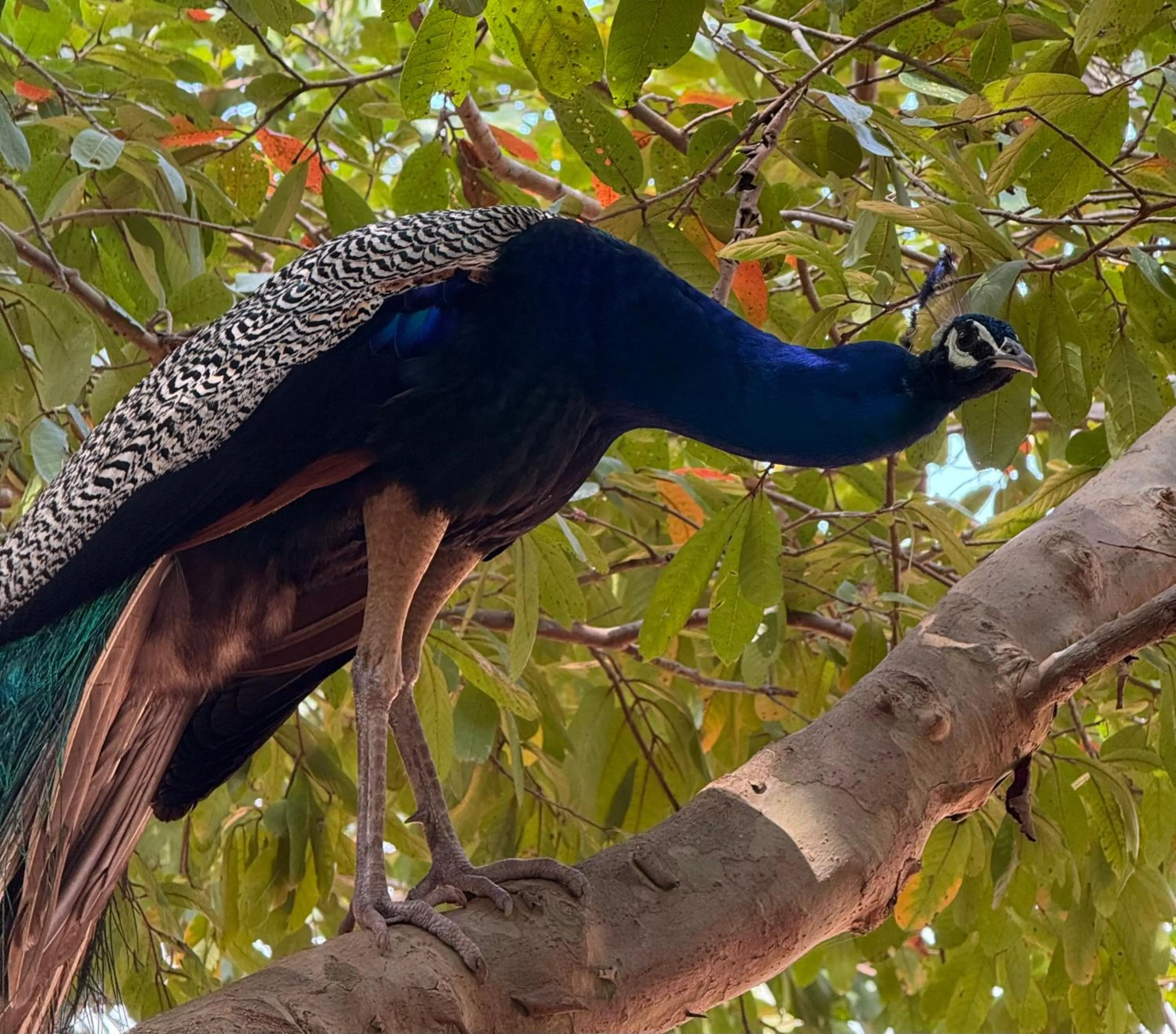 Hotel 4 U Saliya Garden