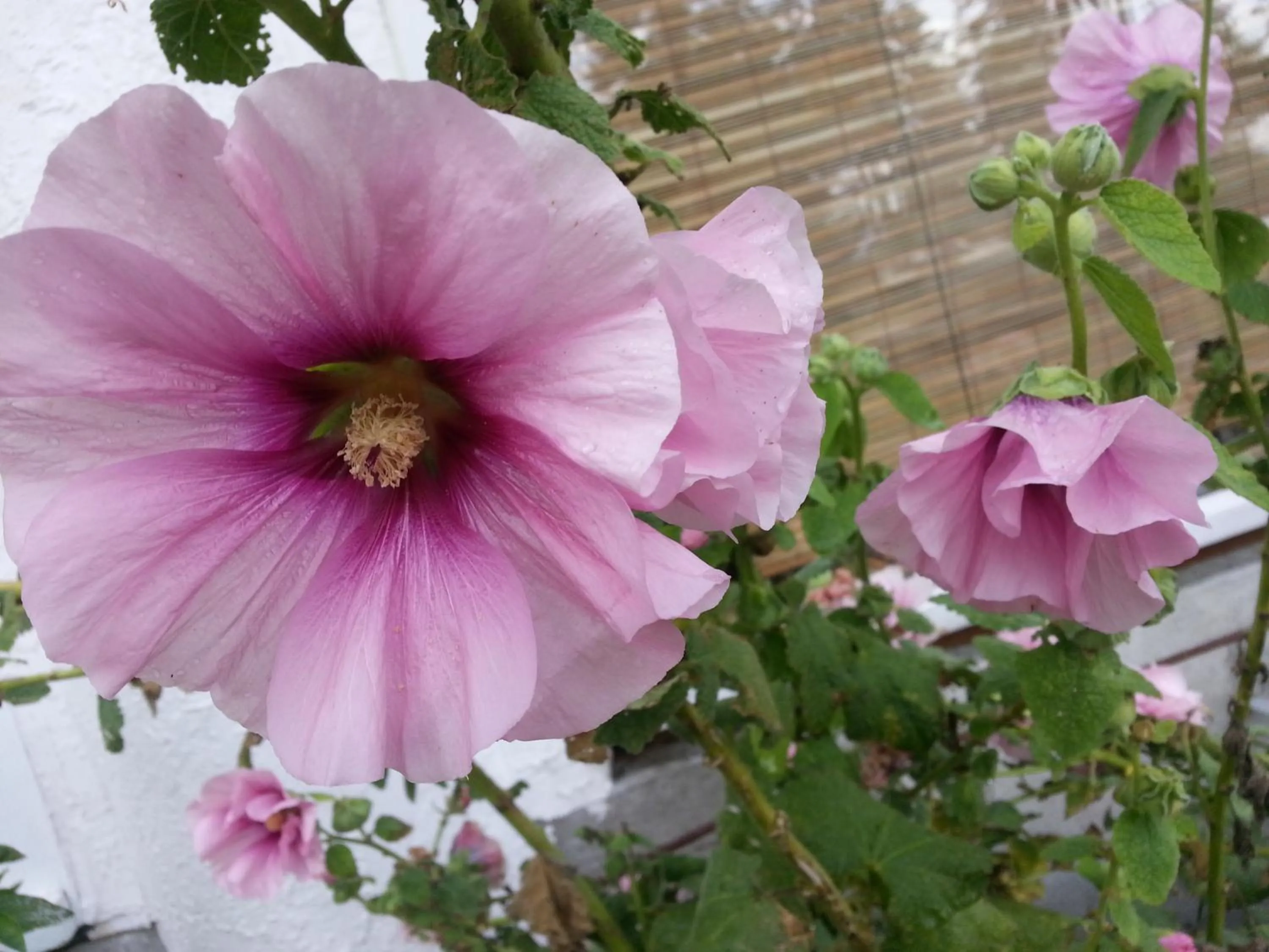 Garden in Higgin's Inn