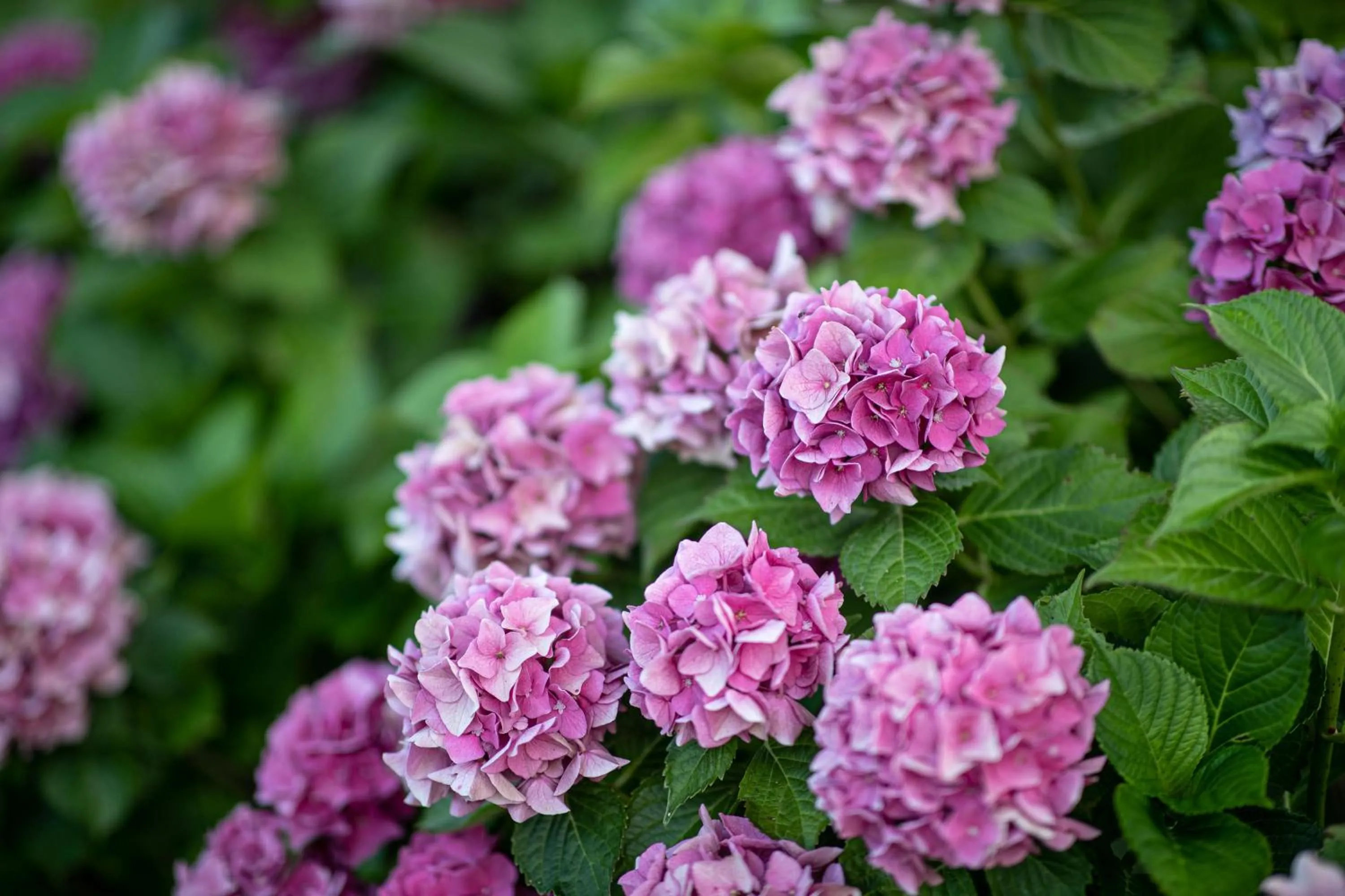 Garden in Hotel Finkenhof - Feel at home