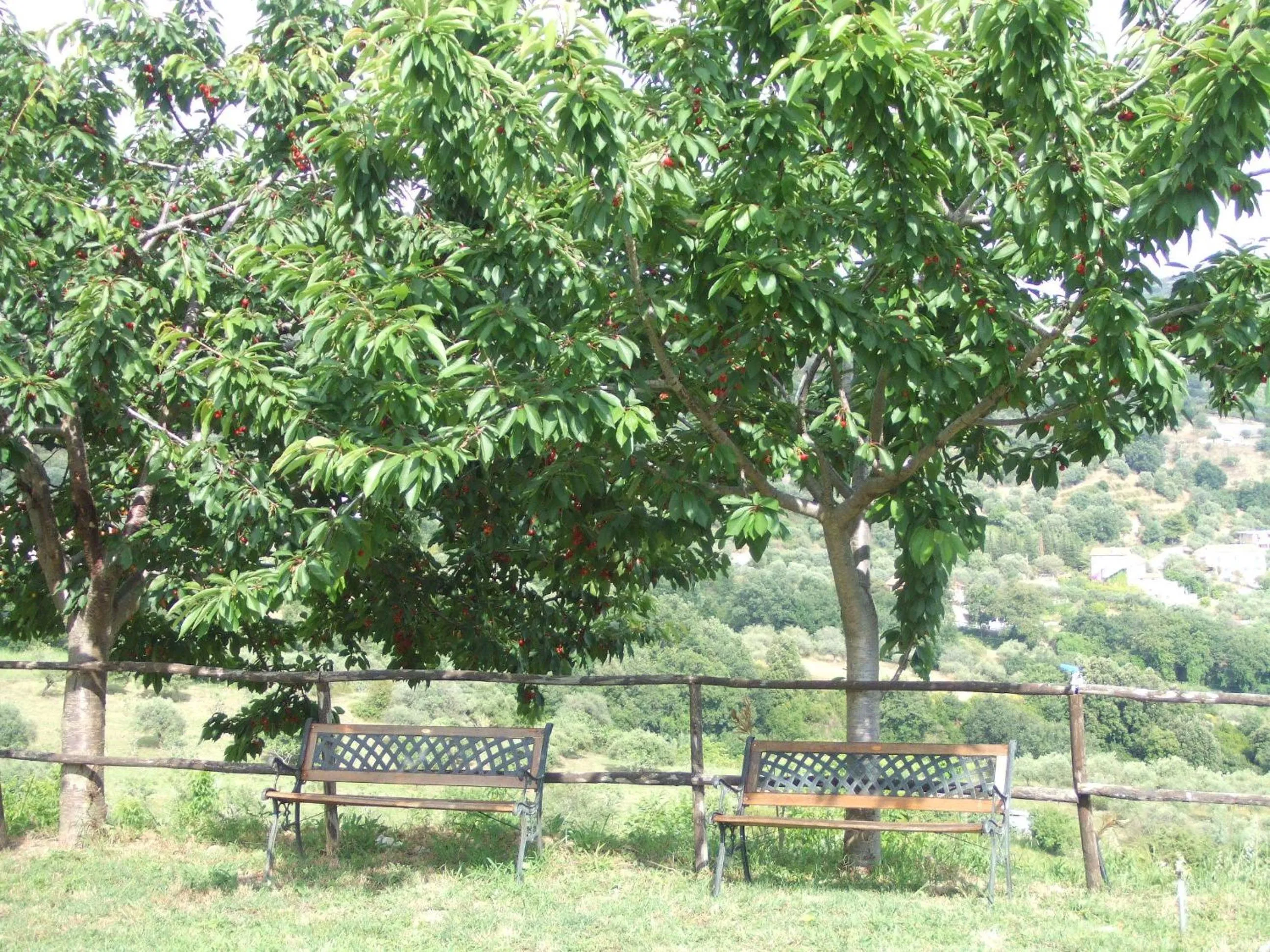 Garden view in Villa Le Torrette