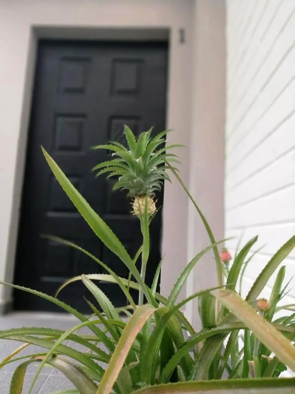 Decorative detail in Hotel Boutique Valverde Santa Elena