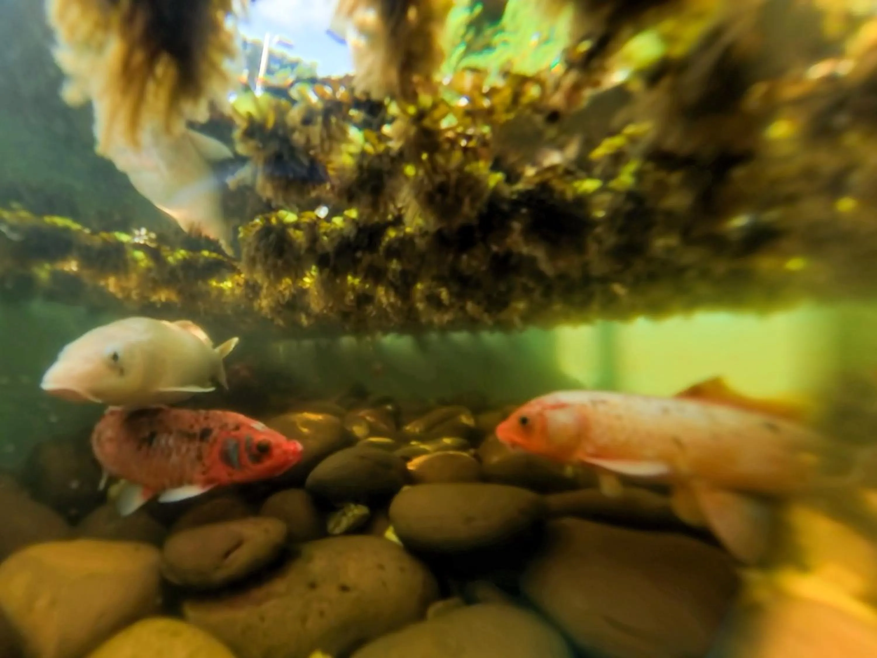 Garden in Hotel Estalagem St. Hubertus