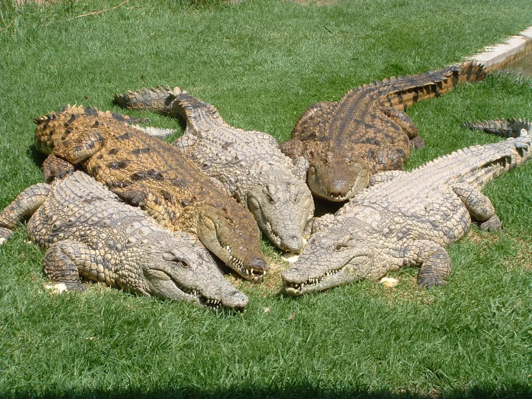 Crocodile Lodge cc Crocodile Lodge cc