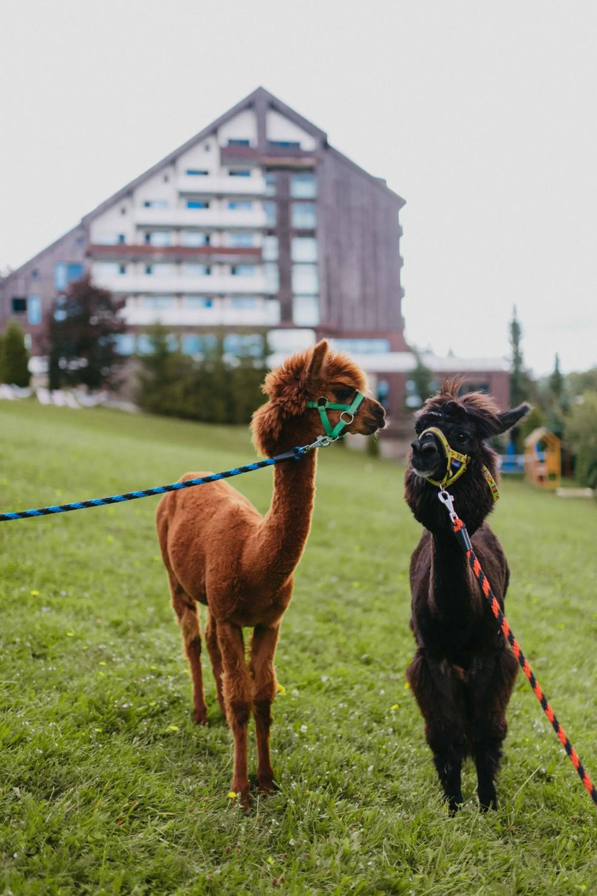 Animals in OREA Resort Horizont Šumava